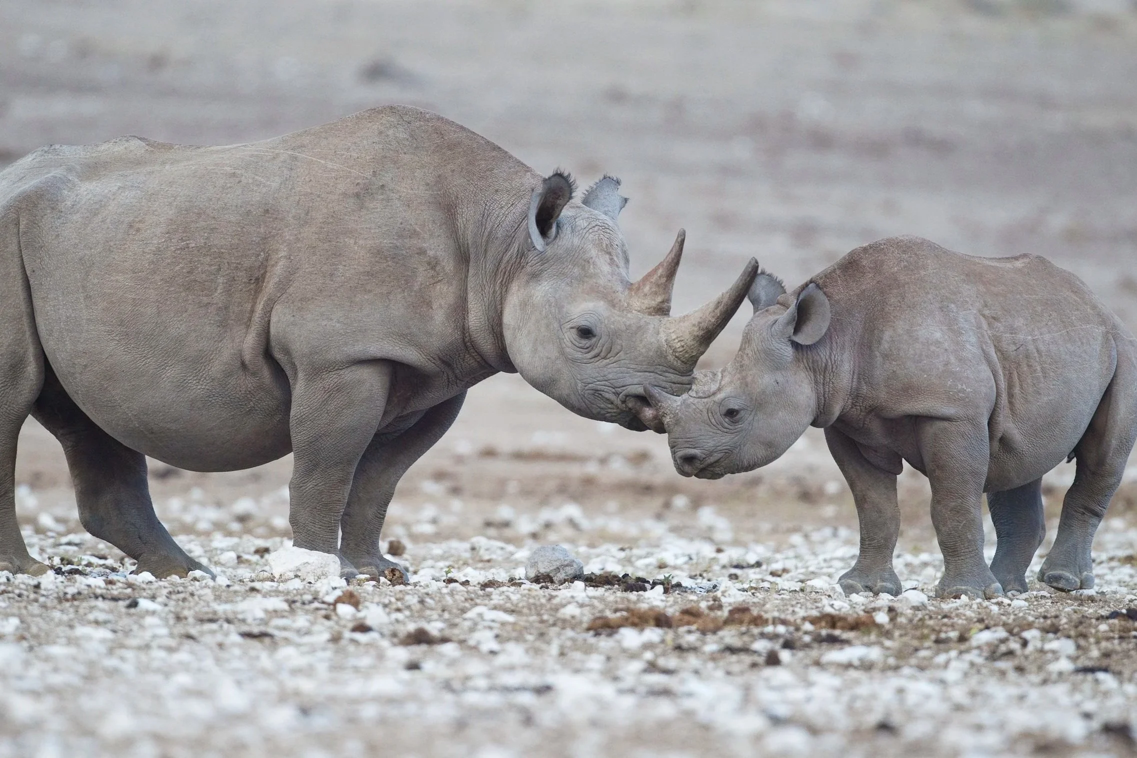 A newborn black rhino provides hope for the future!
