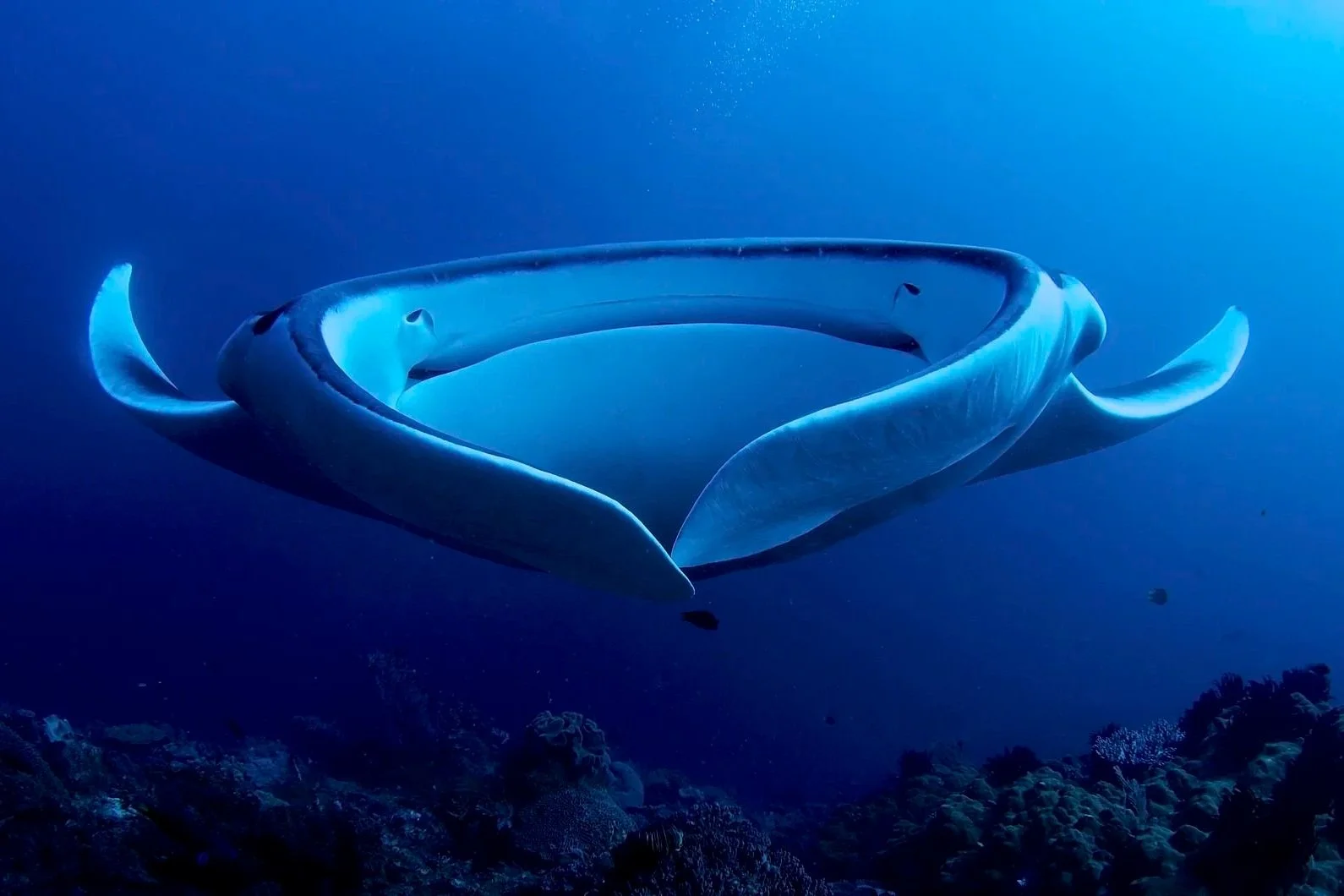 Sustainability Corner: International protections granted to more species of marine life