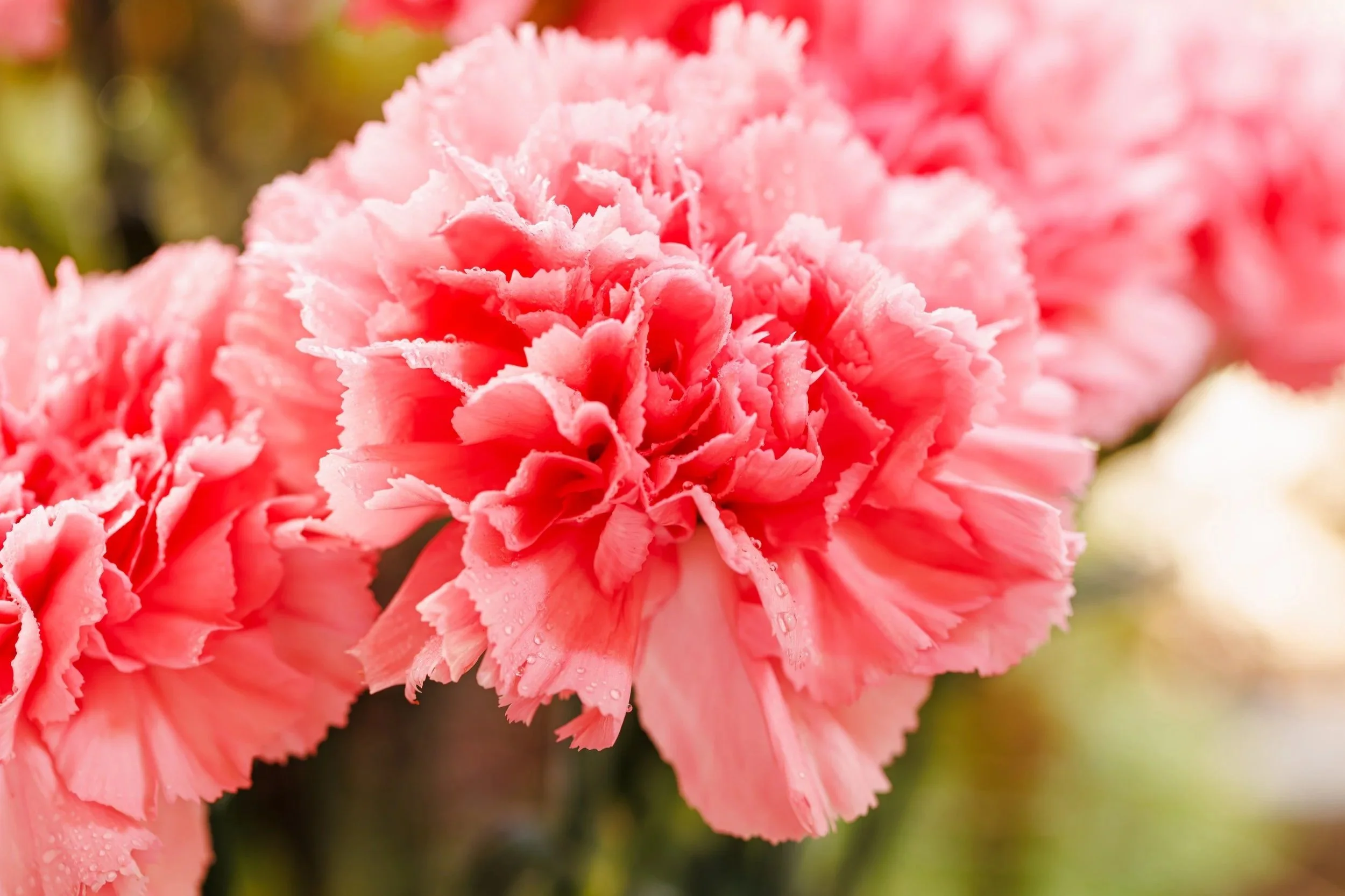 Carnations 'n Harmony