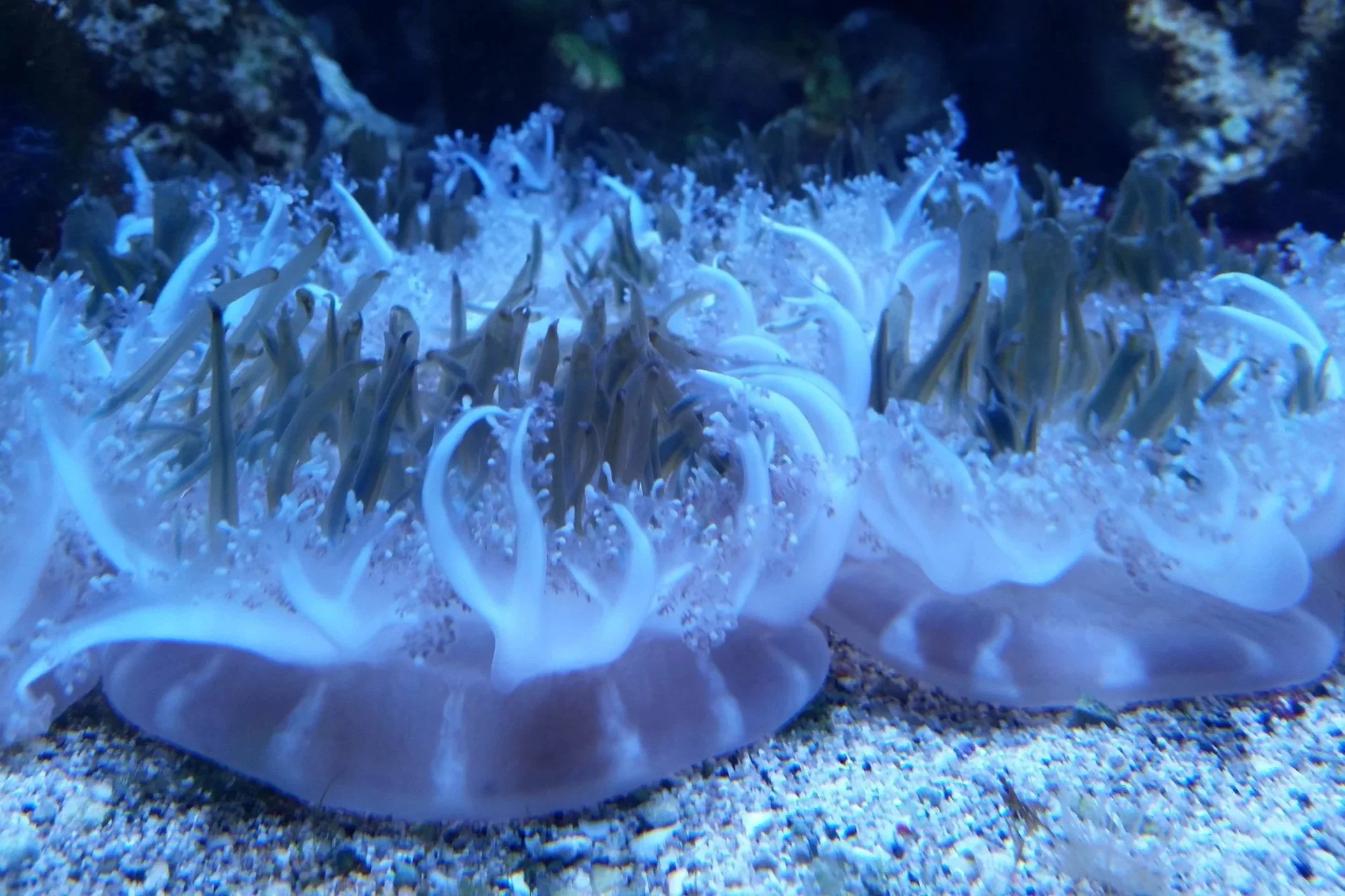 Studies conducted on jellyfish and polyps finds human-like sleep patterns