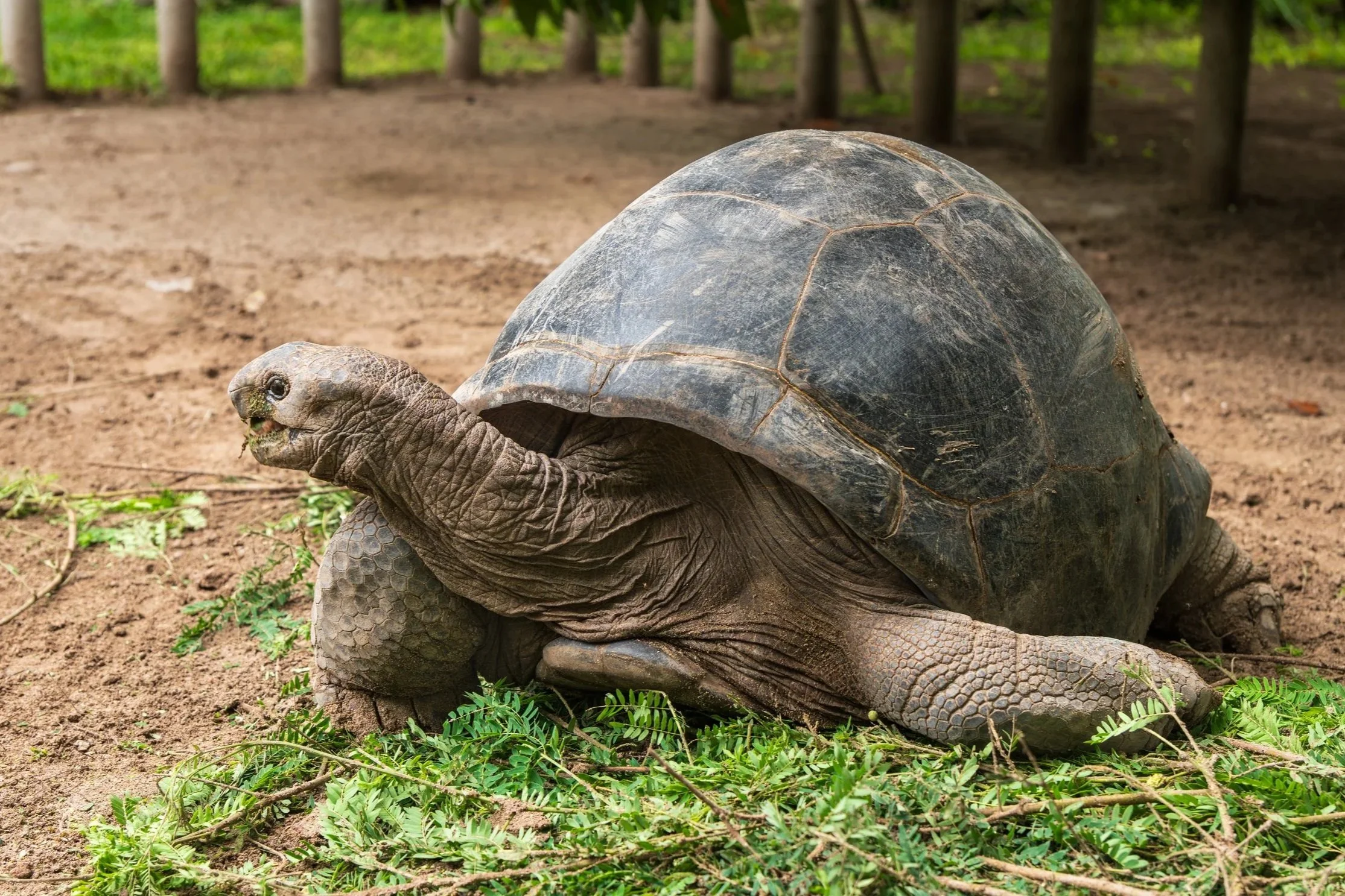 Giant tortoises reintroduced to Floreana Island