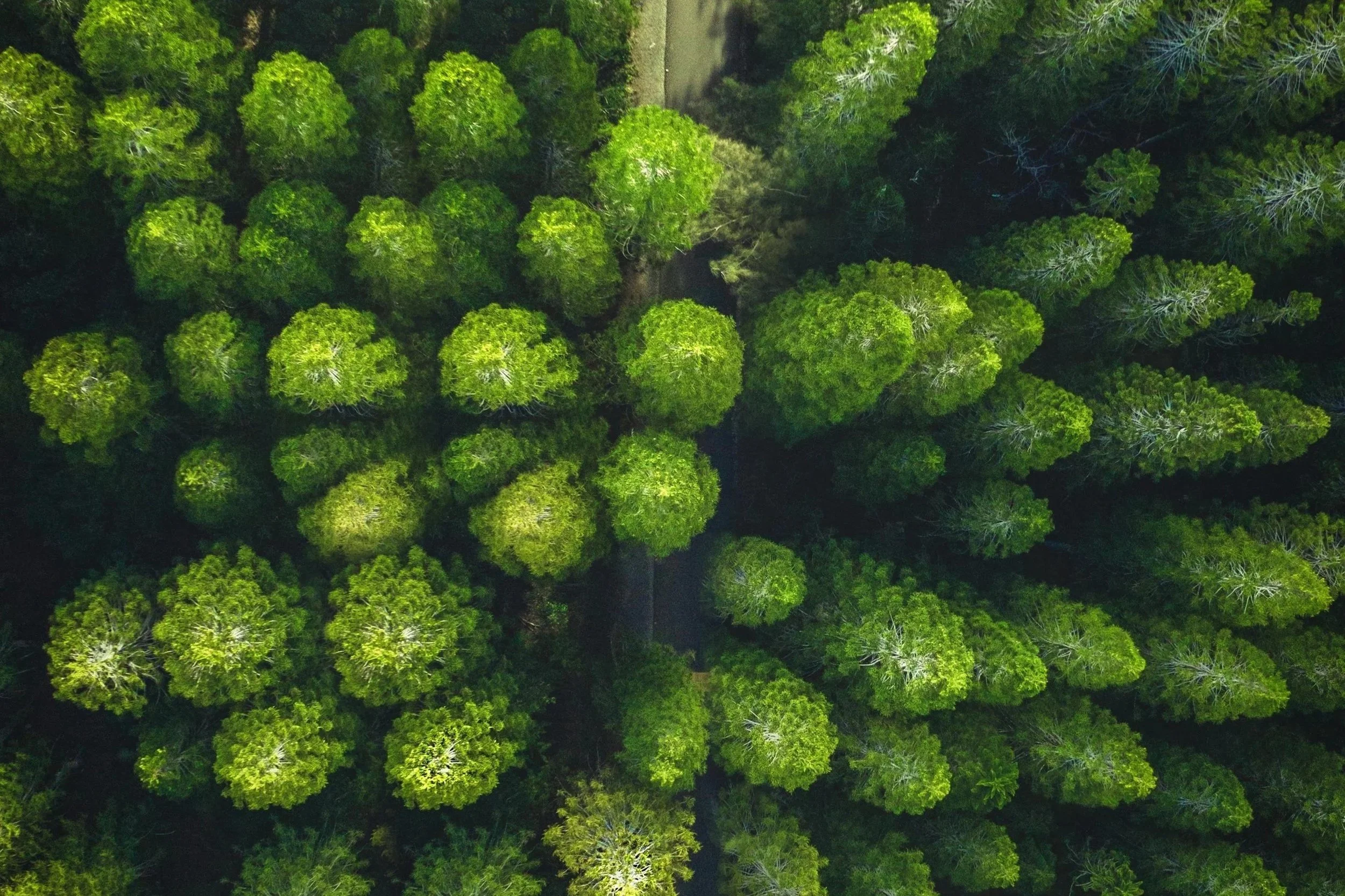 Geneseo receives recognition as a Tree City USA community