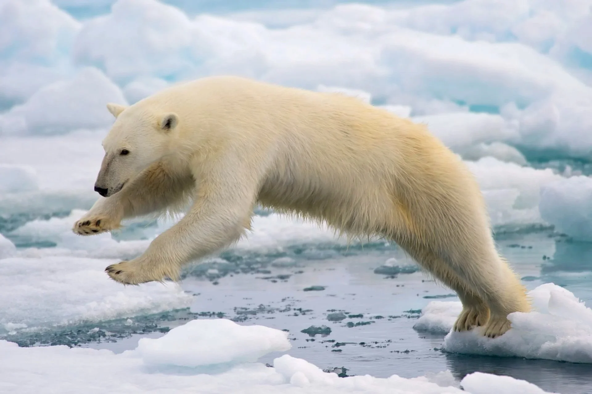 Sustainability Corner: Polar bears facing population decline