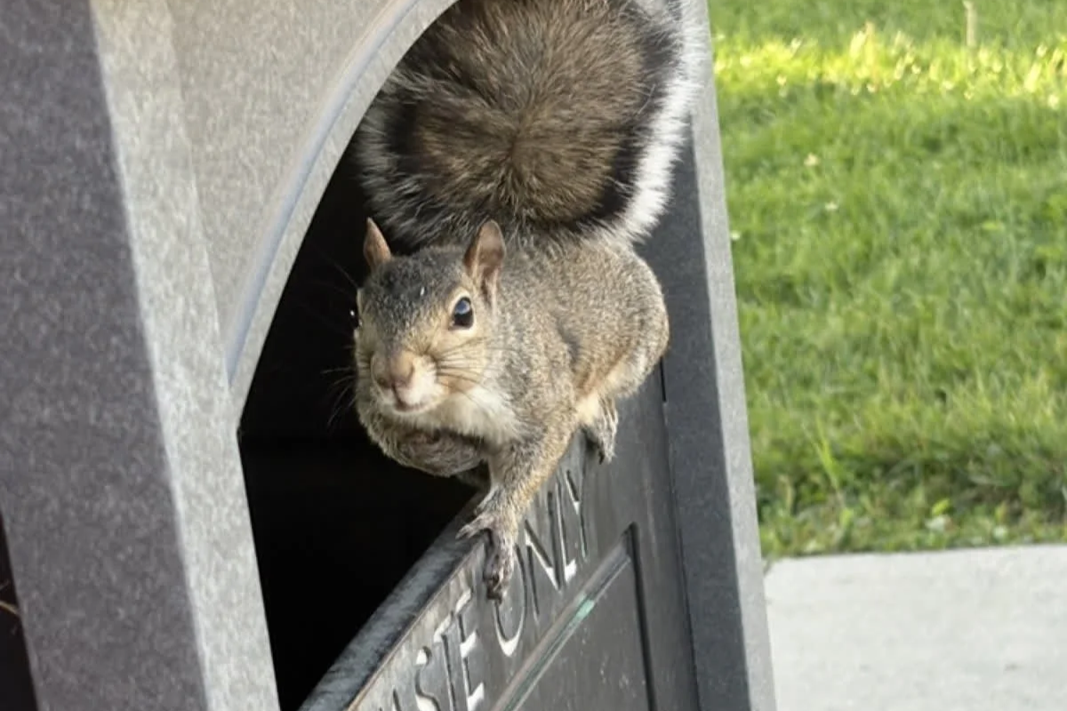 SUNY Geneseo announces its new mascot