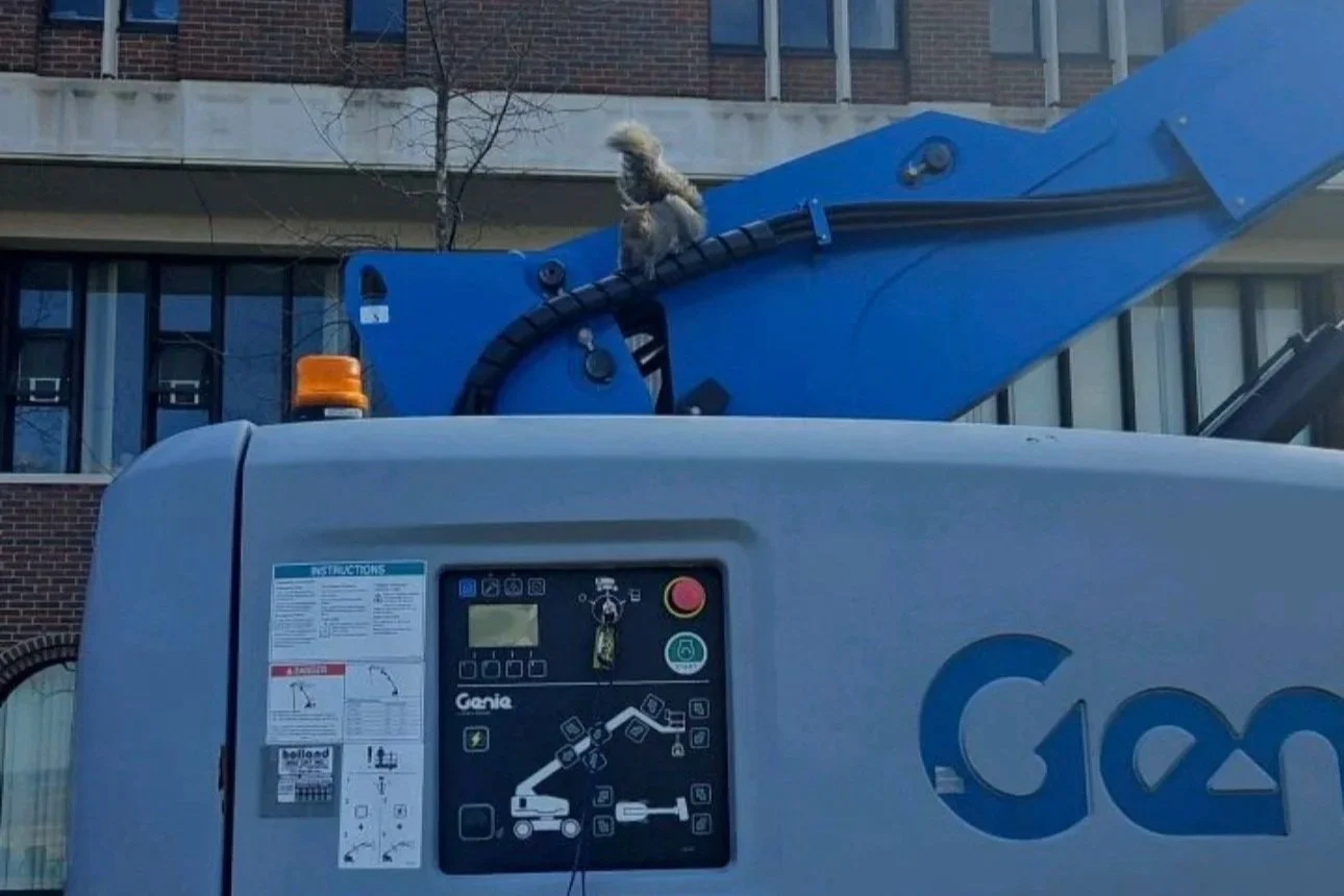 Geneseo Squirrels are taking over construction at SUNY Geneseo