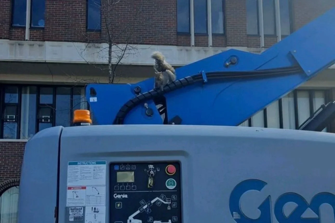 Geneseo Squirrels are taking over construction at SUNY Geneseo