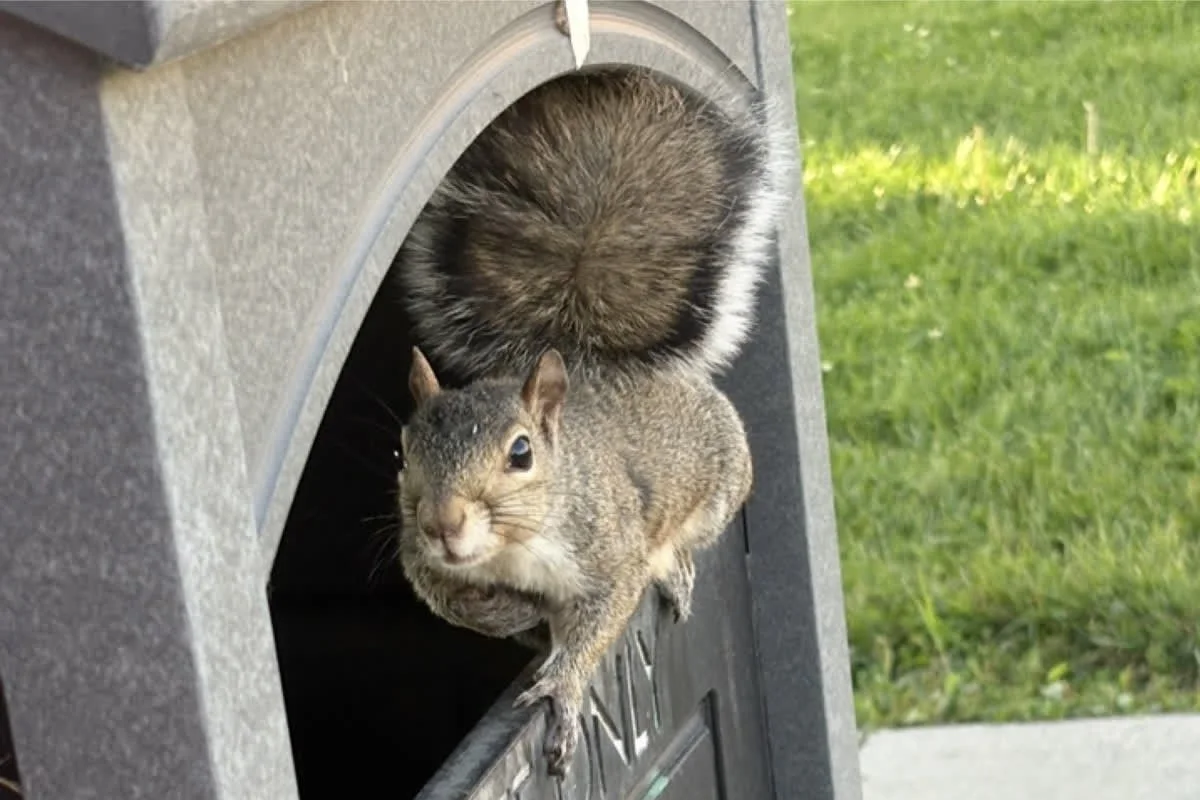 SUNY Geneseo announces its new mascot