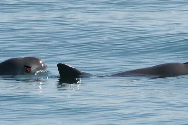 Vaquita porpoises to overthrow the Mexican government