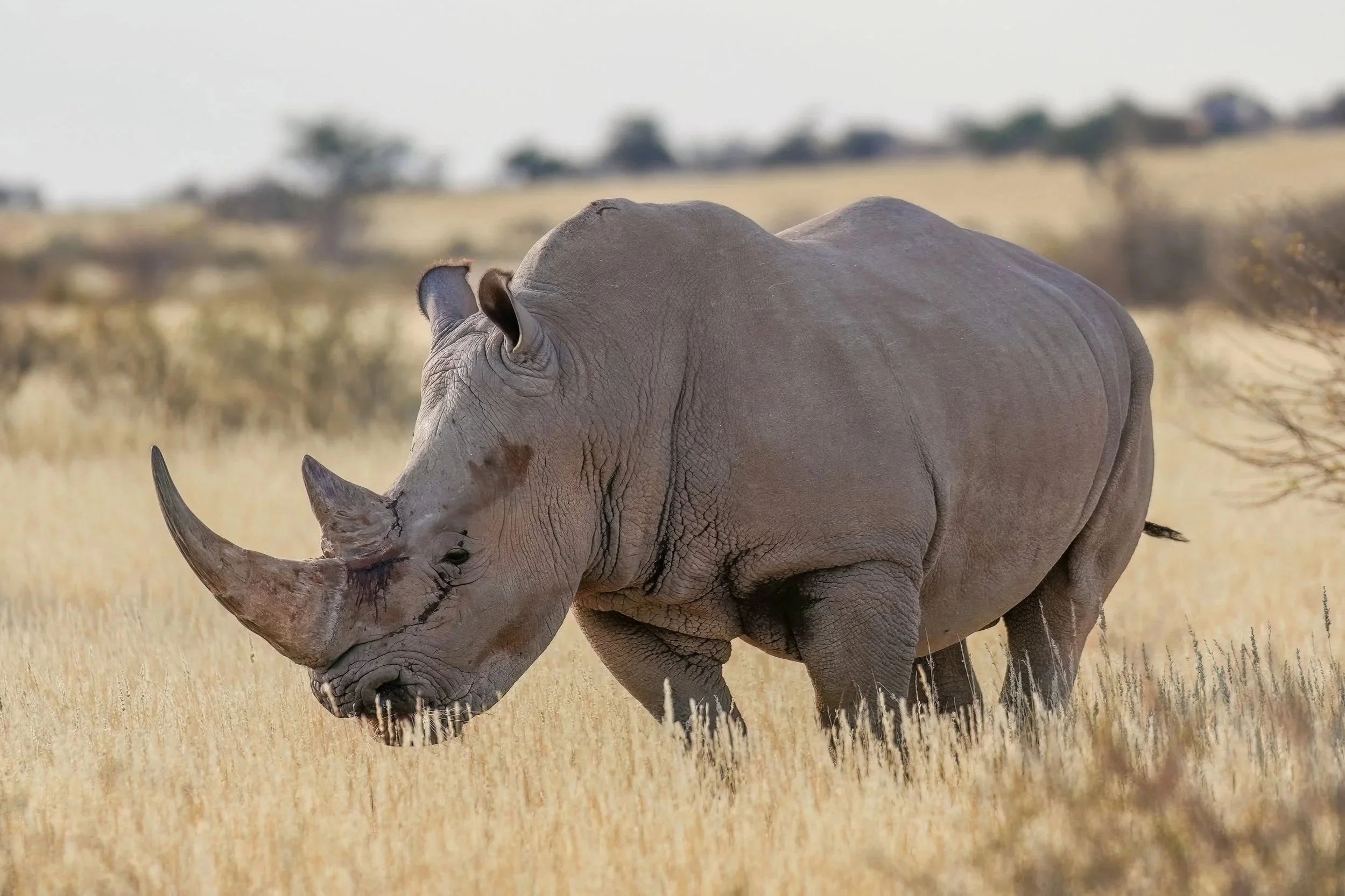 Sustainability Corner: Rhinos reintroduced to Kidepo Valley National Park