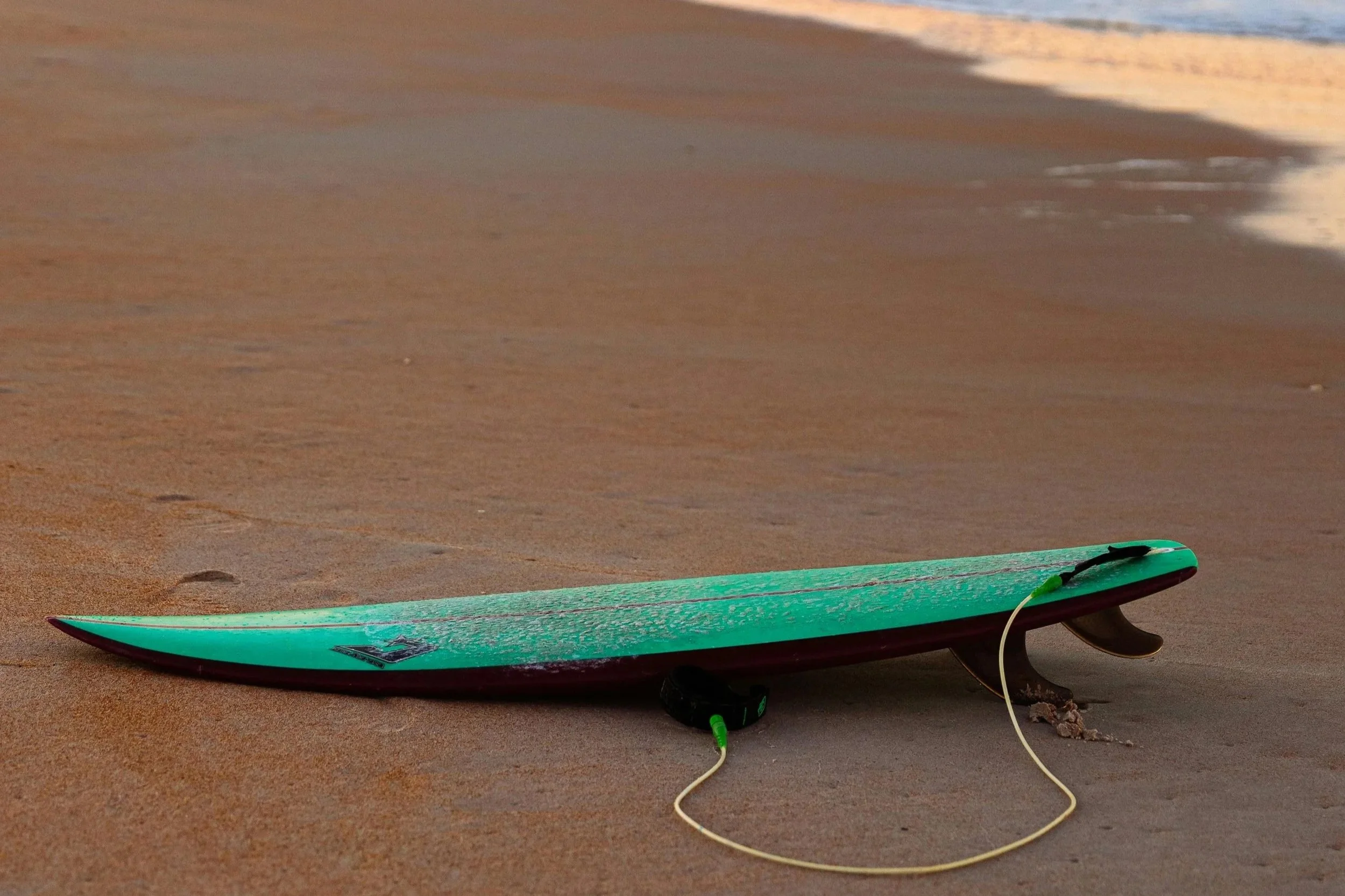 In memory of Sugar, the surfing dog