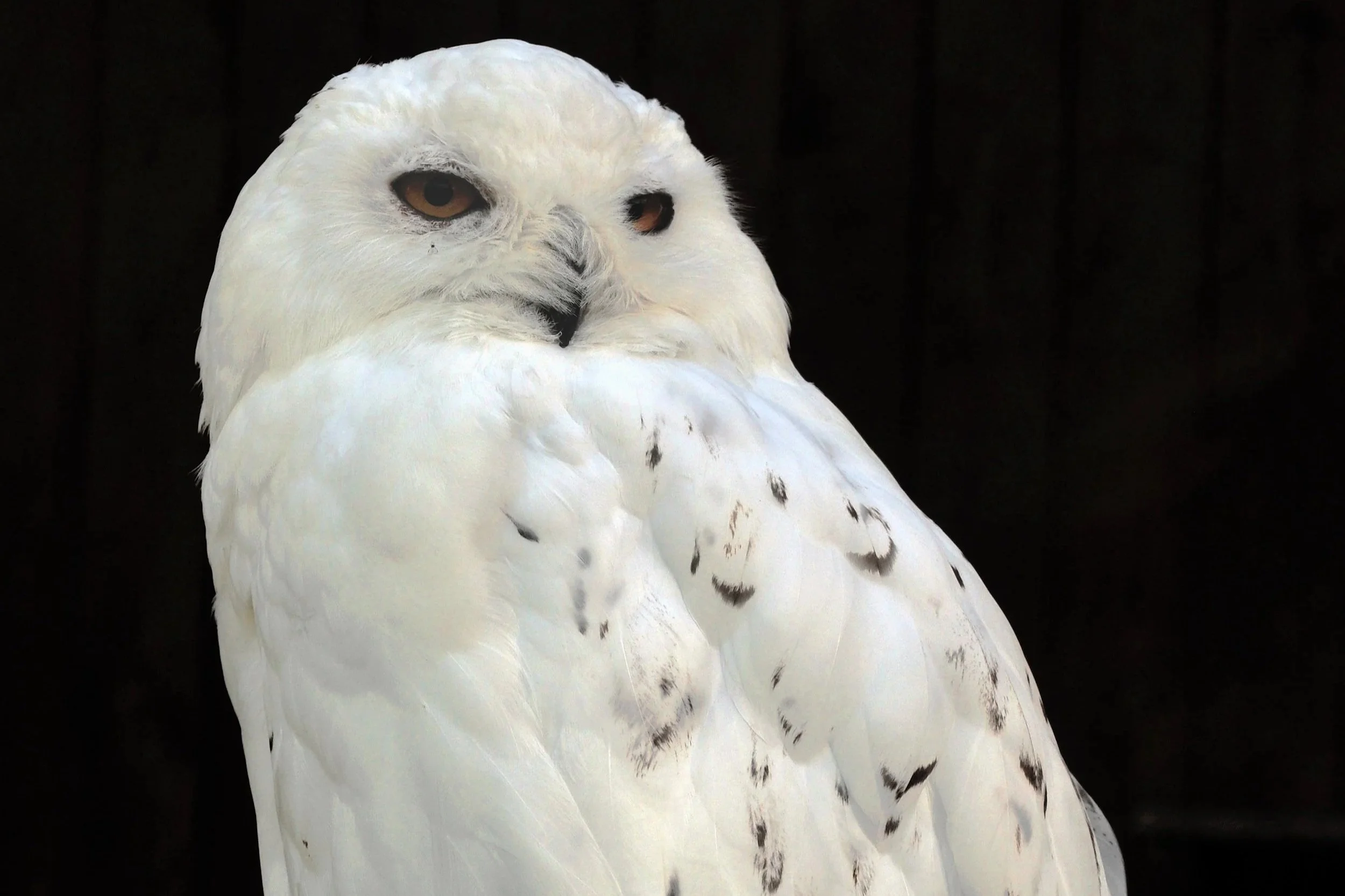 Sustainability Corner: 40 new species granted international protections