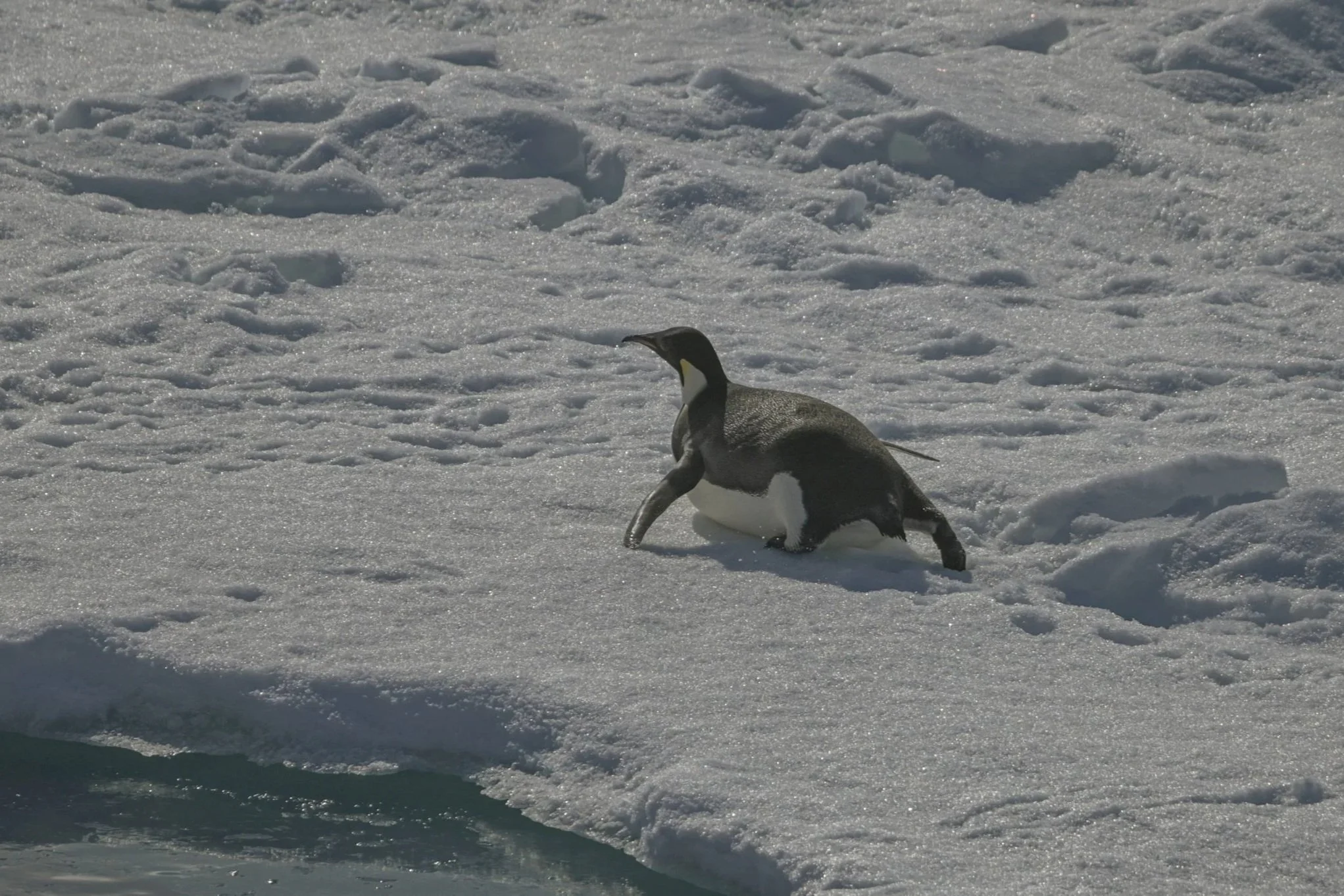 Climate change struggles have put new species on thin ice