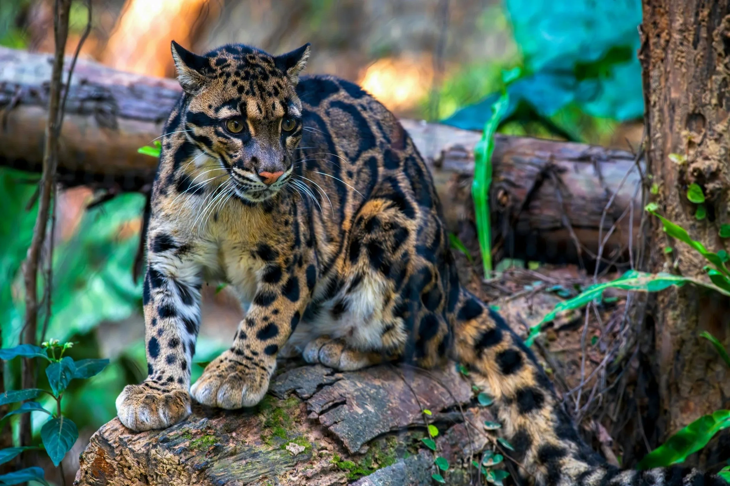 A clouded leopard was born at the Nashville Zoo