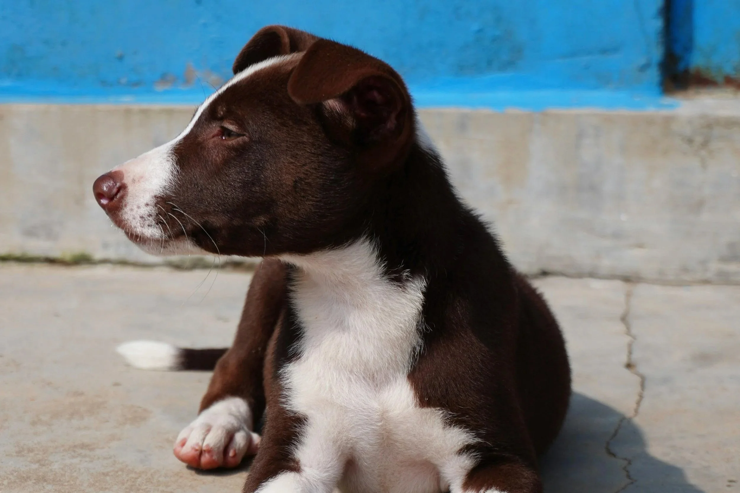 Stop using dogs as an accessory