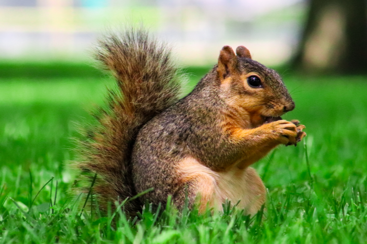 I love squirrels