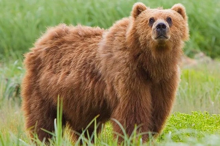 Fat Bear Week 2026 has commenced