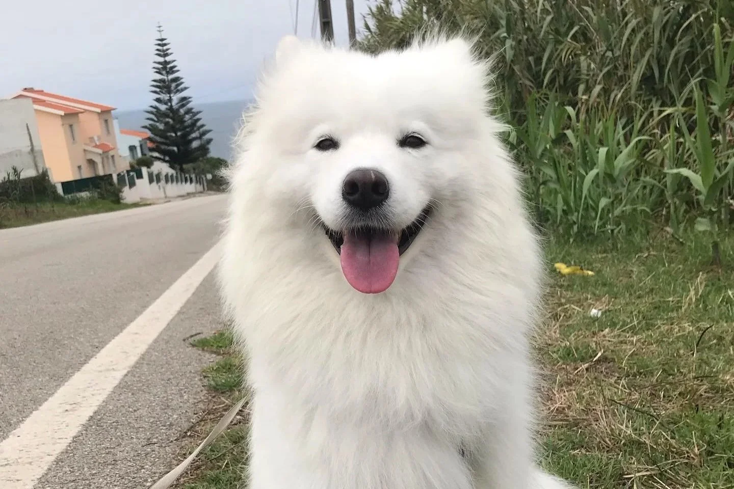 Why dogs make for the best pet