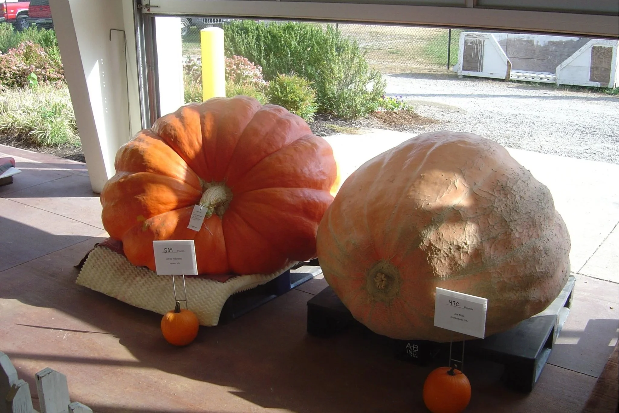 A new record has hit the record books: the world’s largest pumpkin