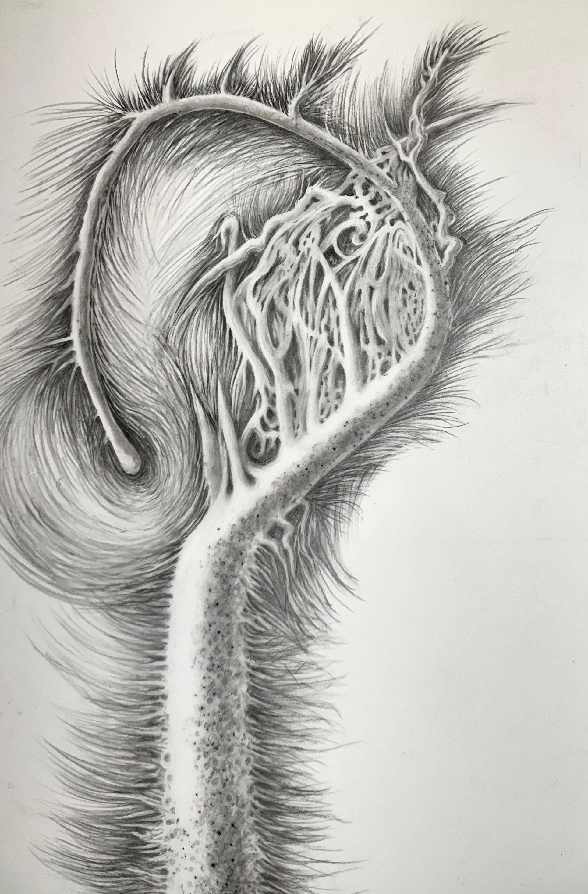 Arterio-venous 
2026 Graphite on duralar 12 x 18 inches