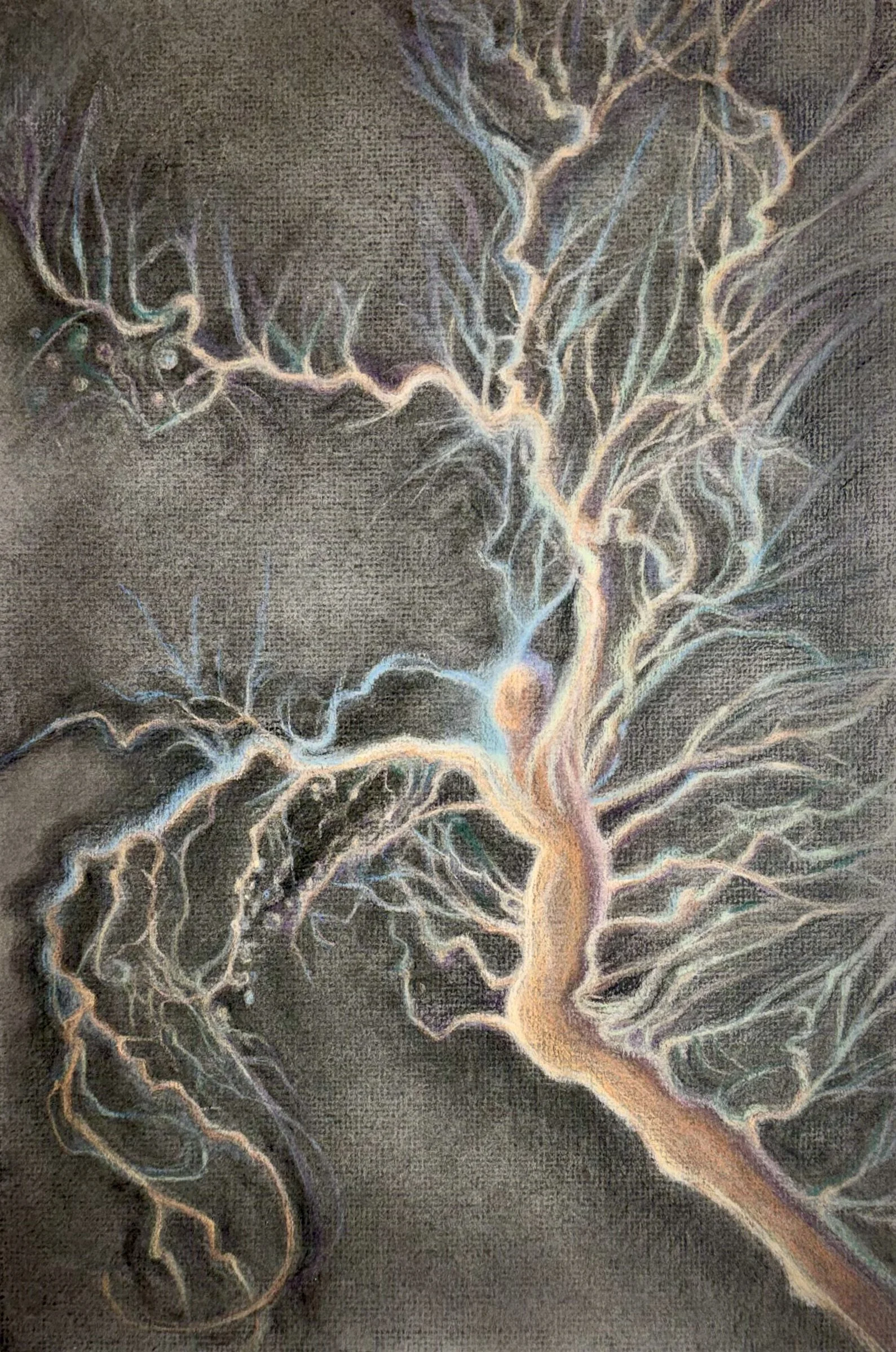 Tributaries II
2026 Charcoal on paper 12 x 18 inches