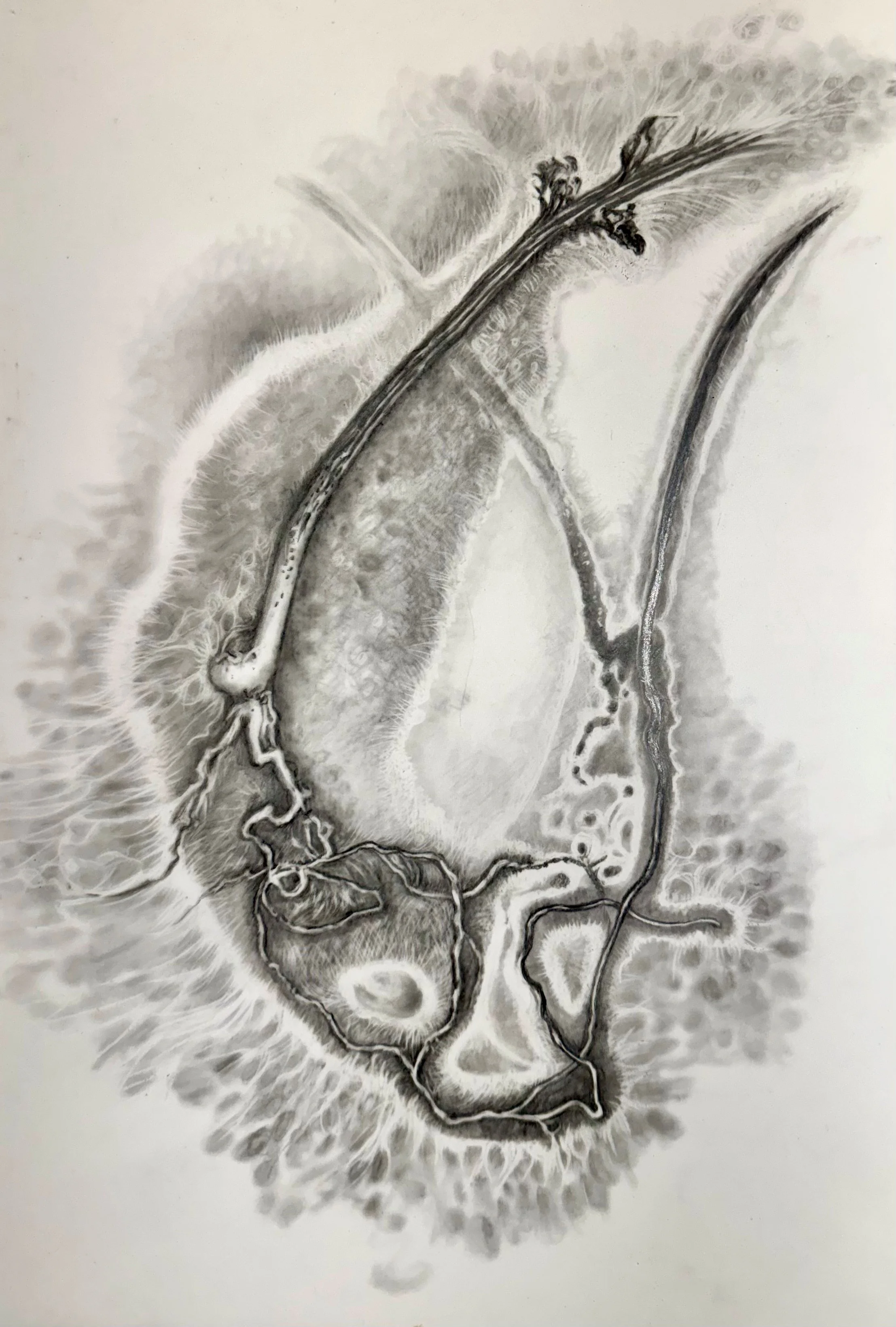 Delta
2026 Graphite on duralar 12 x 18 inches