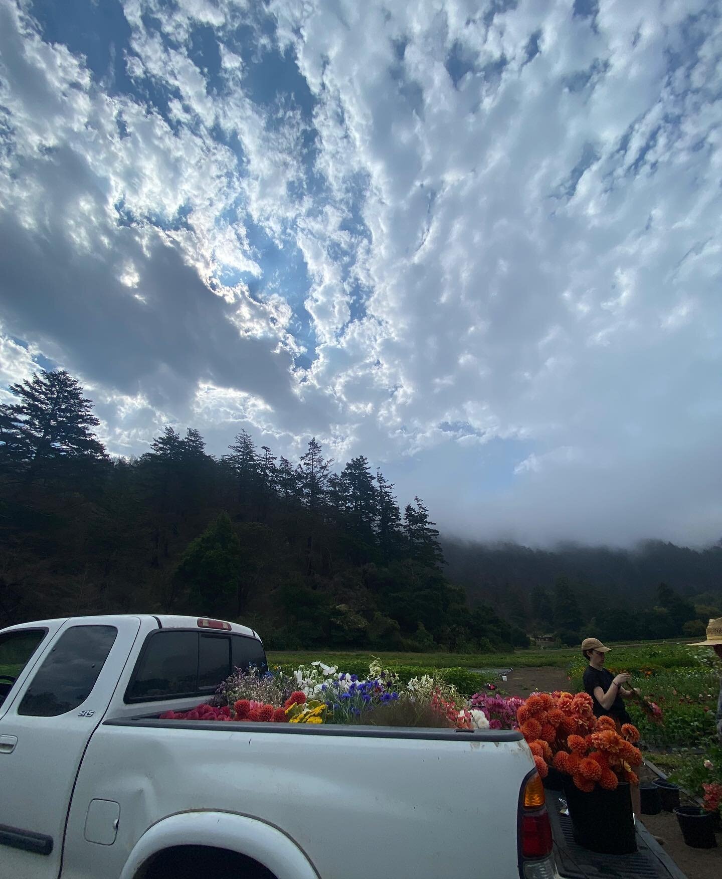 This valley meets the ocean a mile from our field making for some very dynamic skies. Monday is our busiest day, harvesting for orders, consignment for SFFM and bouquets for the grocery store. Occasionally in a moment of calm we look up and gasp. 
📷
