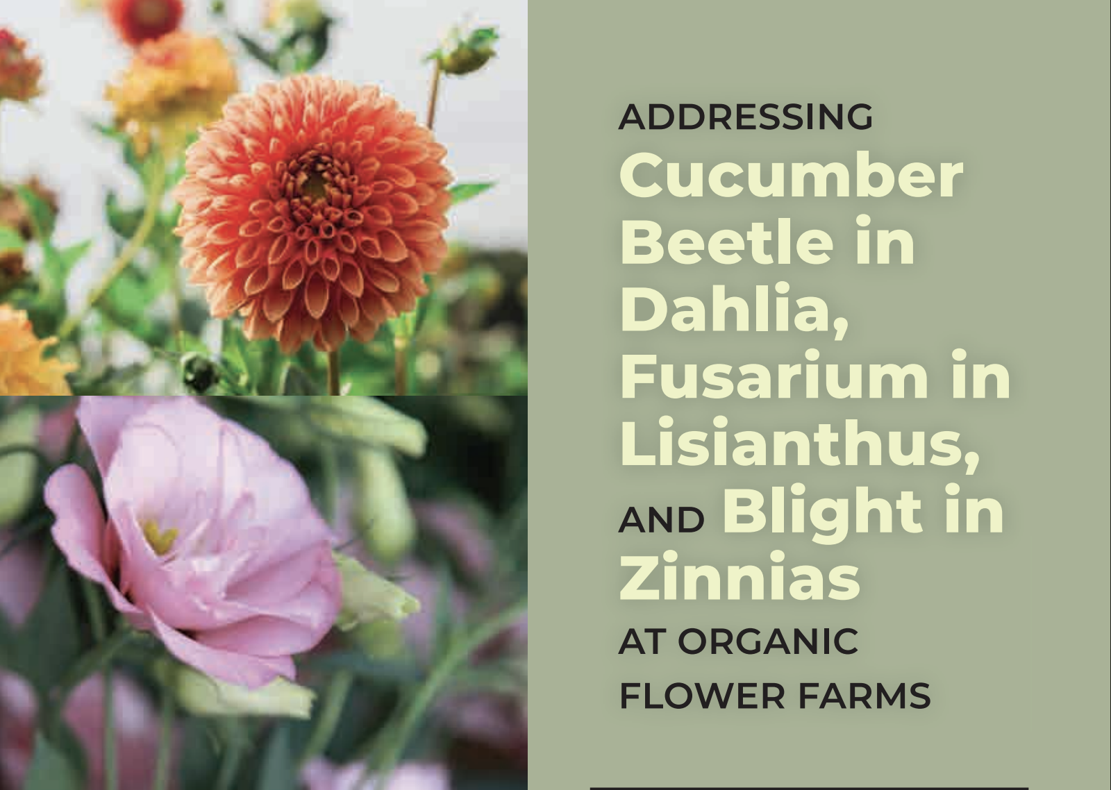Addressing Cucumber Beetle in Dahlia, Fusarium in Lisianthus, and Blight in Zinnias