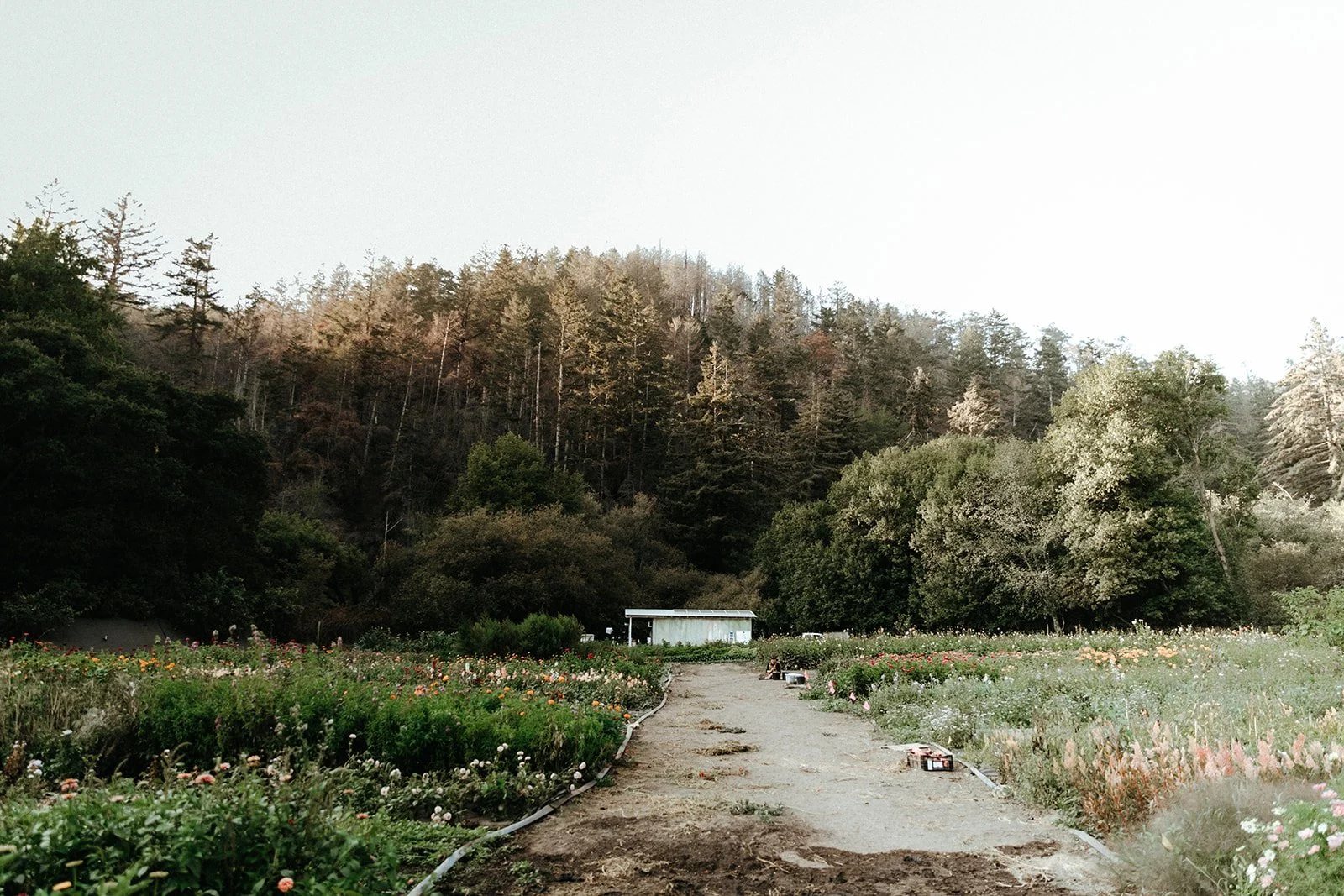 farm 5FDB1ECE-410A-47A7-9CB7-23403419A79D.JPG