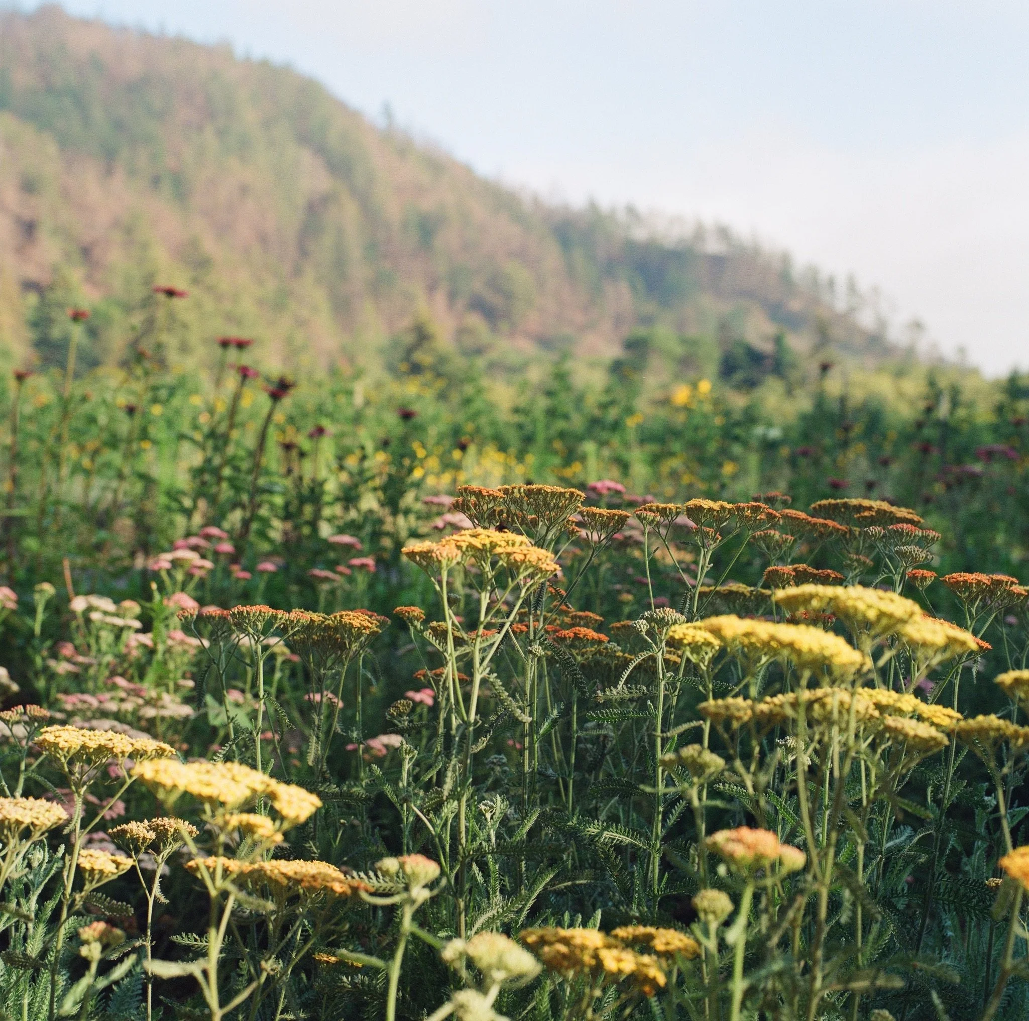 farm 91F14592-F894-4C7B-8B82-A63B446AC7D8.JPG