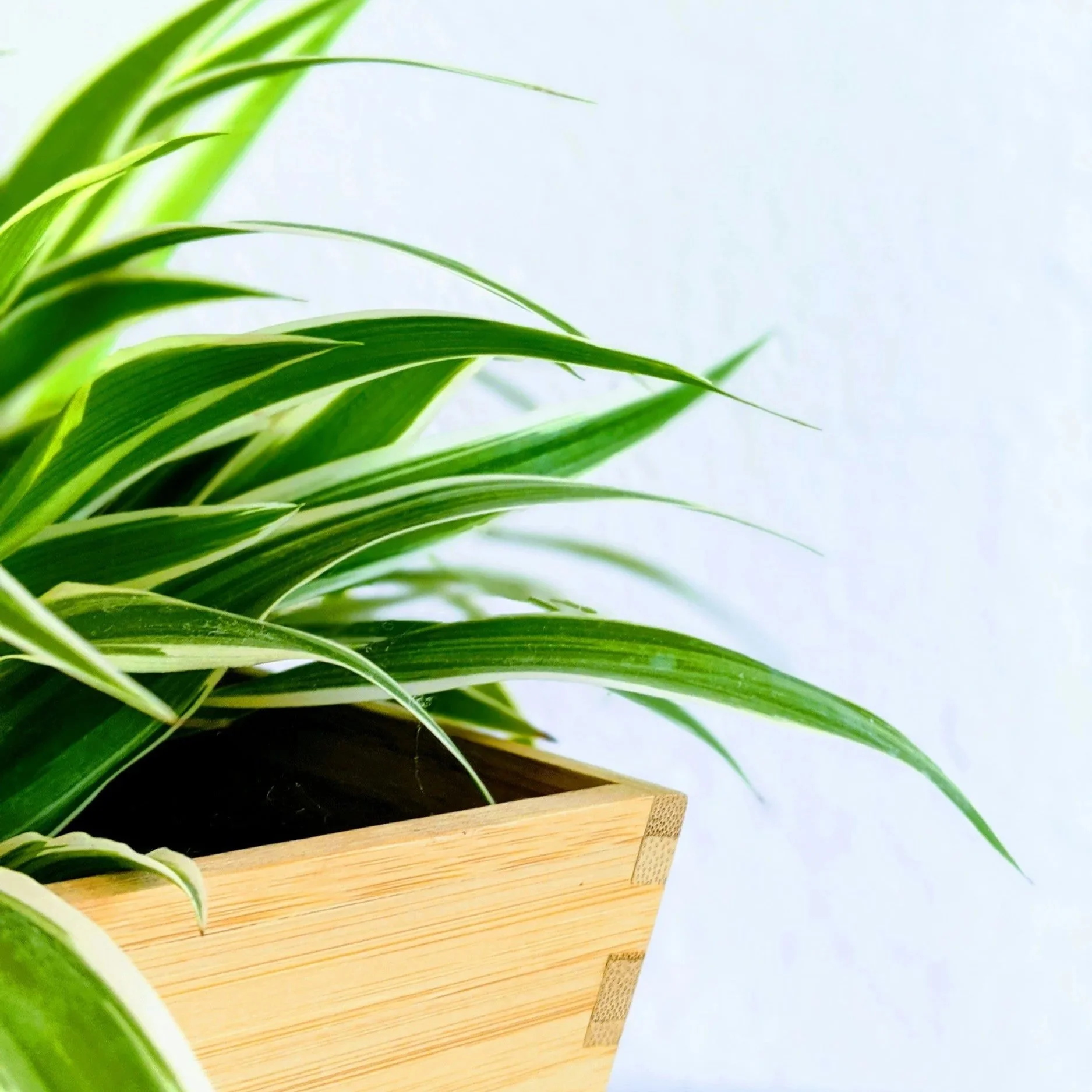 spider plant inside wooden plant pot