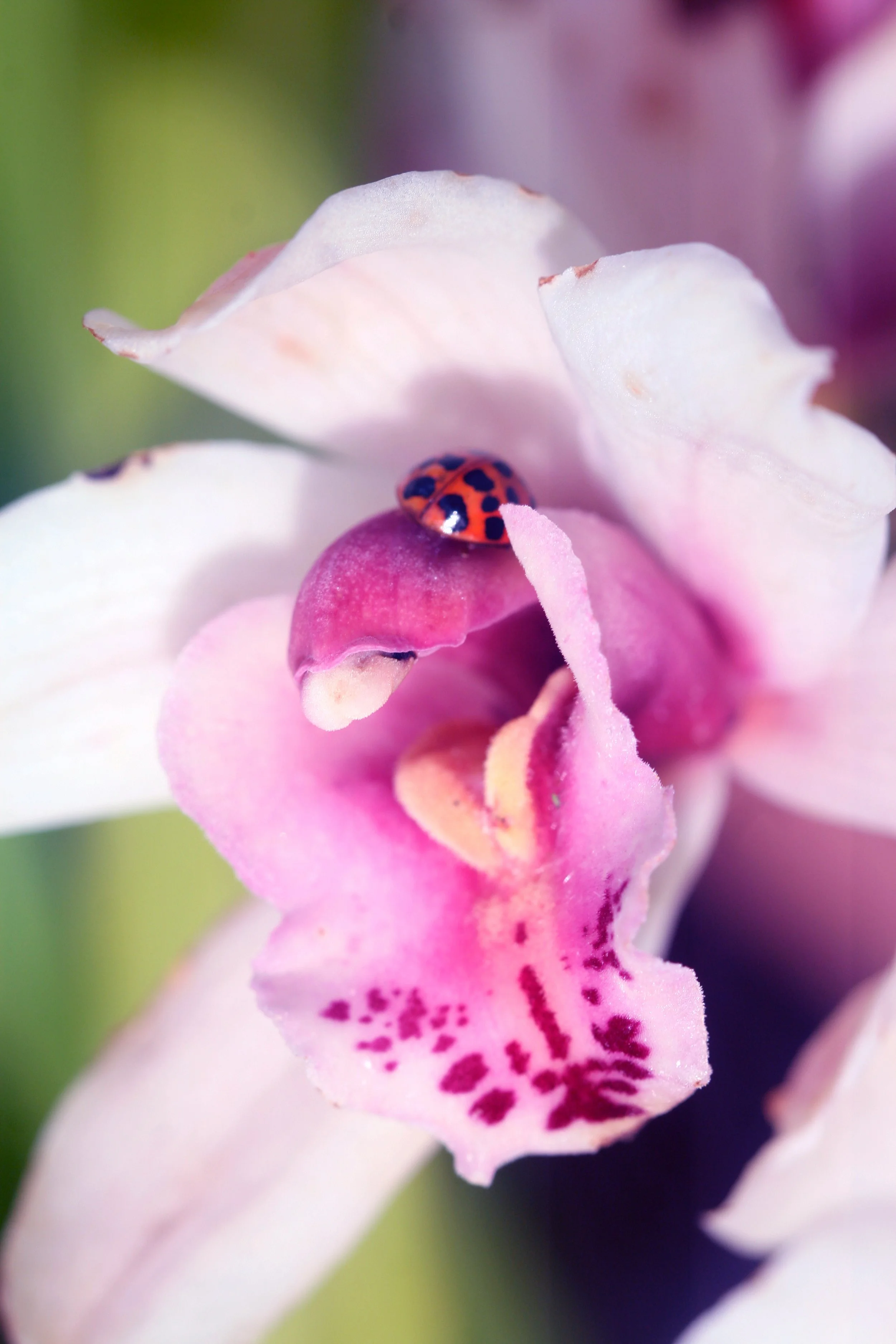       
  
    Winterbourne 05/03/26  Canon Digital 400D, 100mm    


  
 #block-yui_3_17_2_1_1772727418973_11225 {
    
    --tweak-text-block-radius: 0px 0px 0px 0px;
  
    --tweak-text-block-radius: unset;
    --stroke-style: none;--stroke-thickne