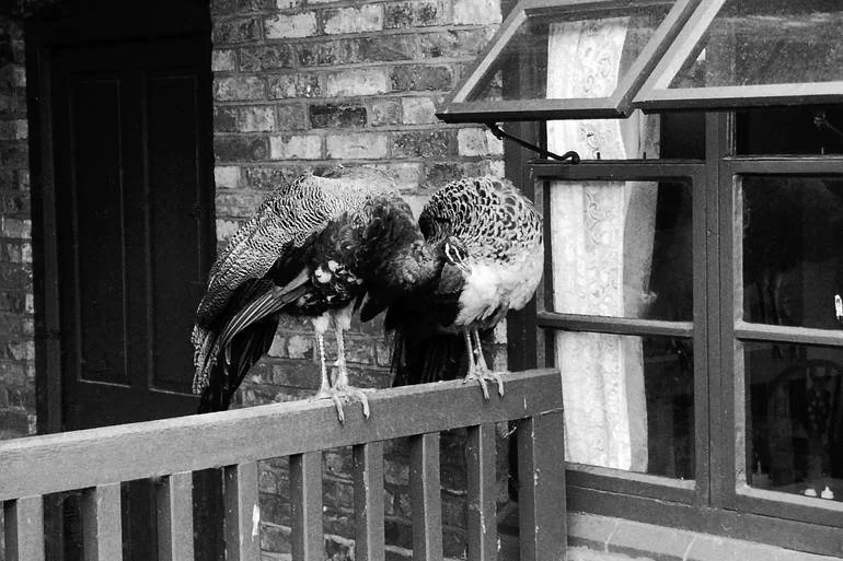 12603783-MXEFITHB-7resize copya.jpg