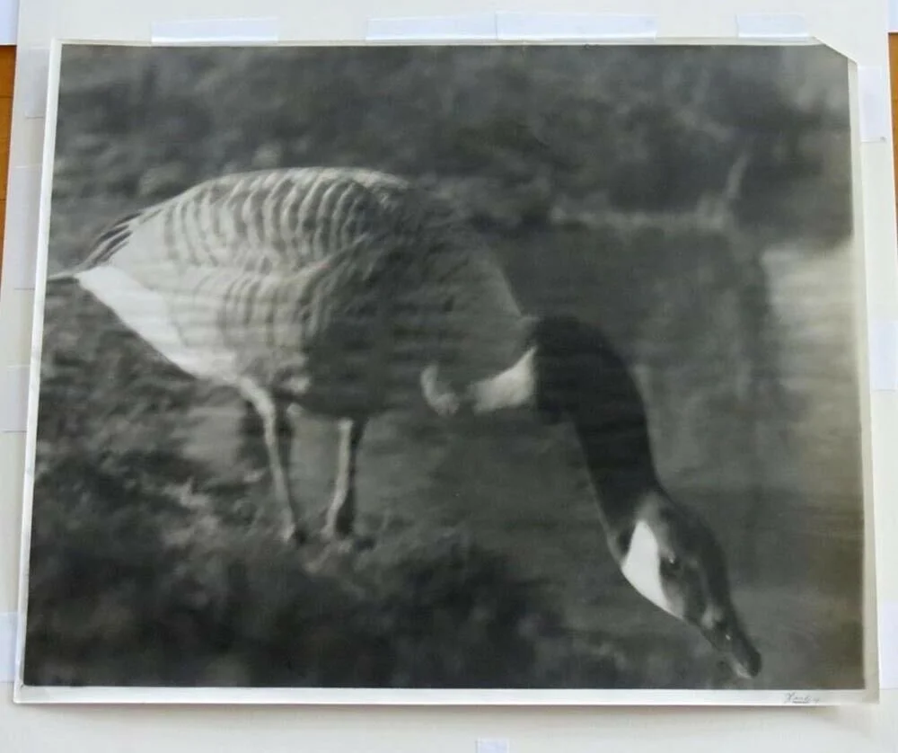 Vintage Nude Erotica Large Photograph Tuscan Productions 5 Sir vintage-nude-erotica-large-photograph-tuscan-productions-5-sir