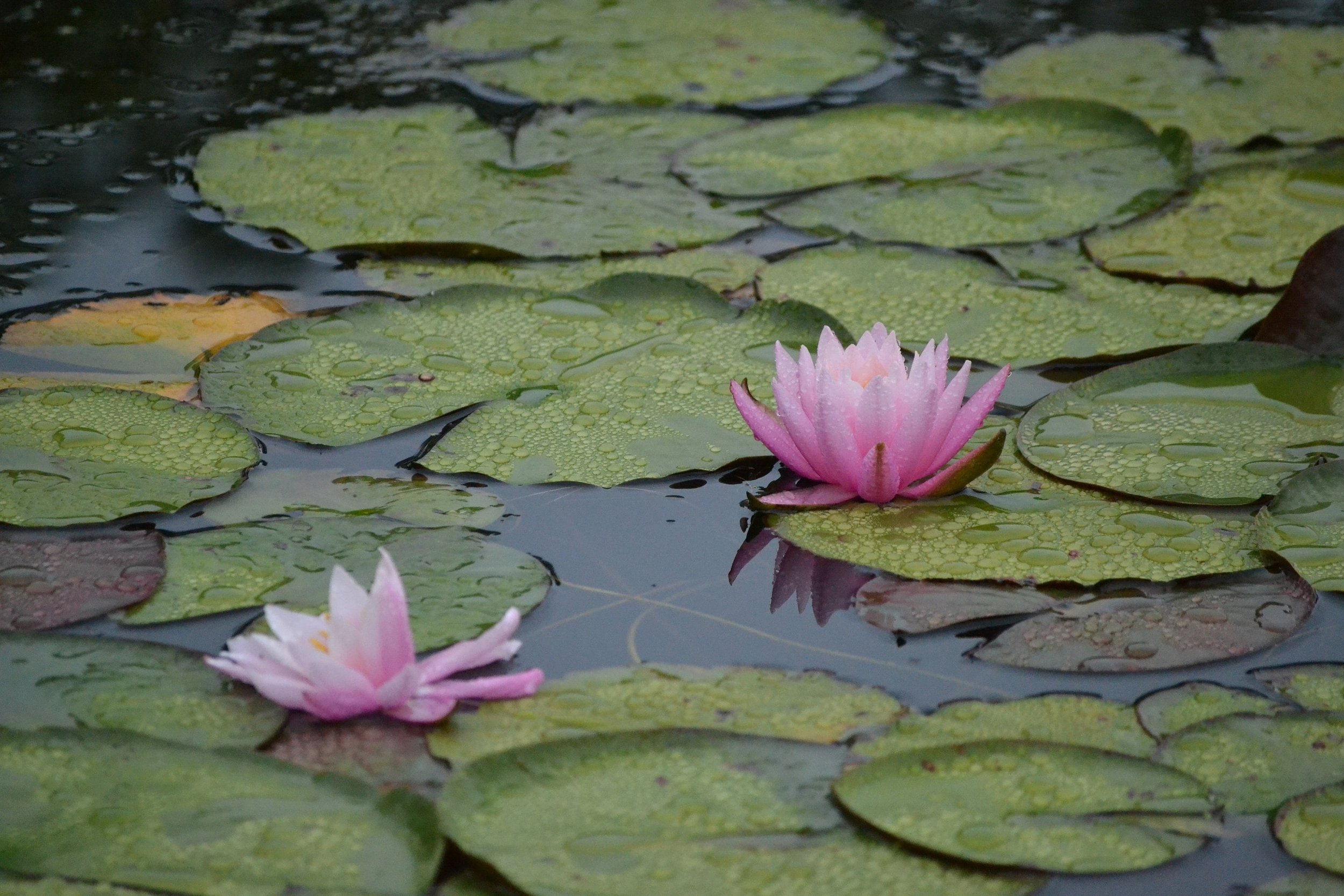 Water Lilies Print // Botanical Photo // Fine Art Photography // Pink Flower Photograph // Smith College Botanical Garden