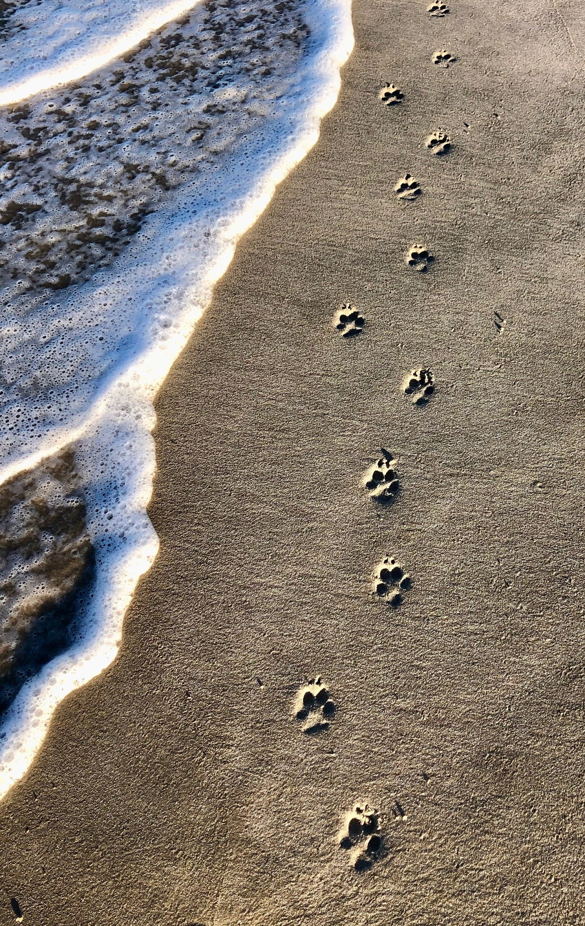 https://i.etsystatic.com/6148094/r/il/797963/2371670750/il_fullxfull.2371670750_kklf.jpg