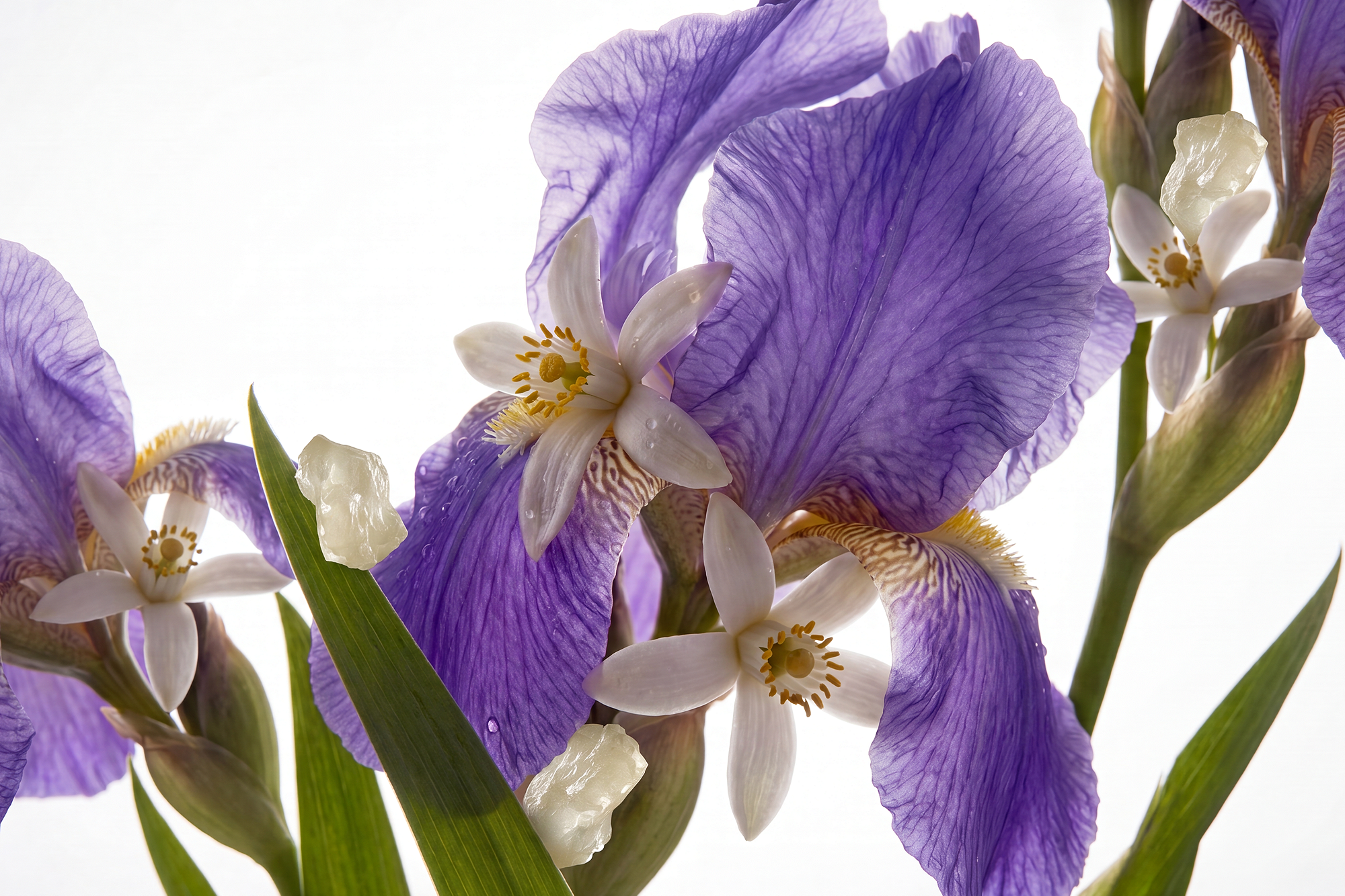 1120729-rituals-studio-neroli-orris-white-musk-founders-PNG.png