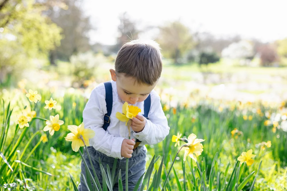 Petit garçon respirant une jonquille dans un champ fleuri.