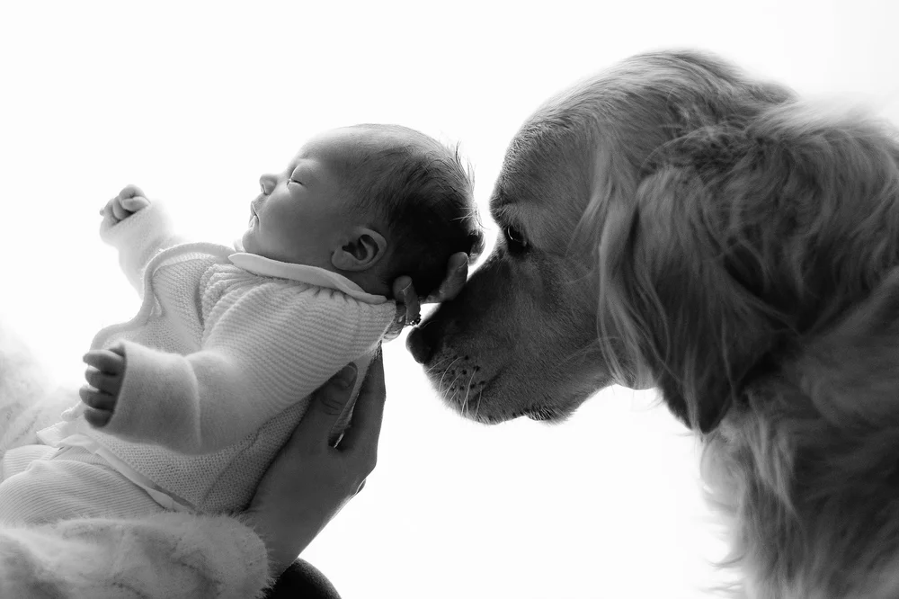 Chien reniflant un nouveau-né tenu dans les mains, en noir et blanc.
