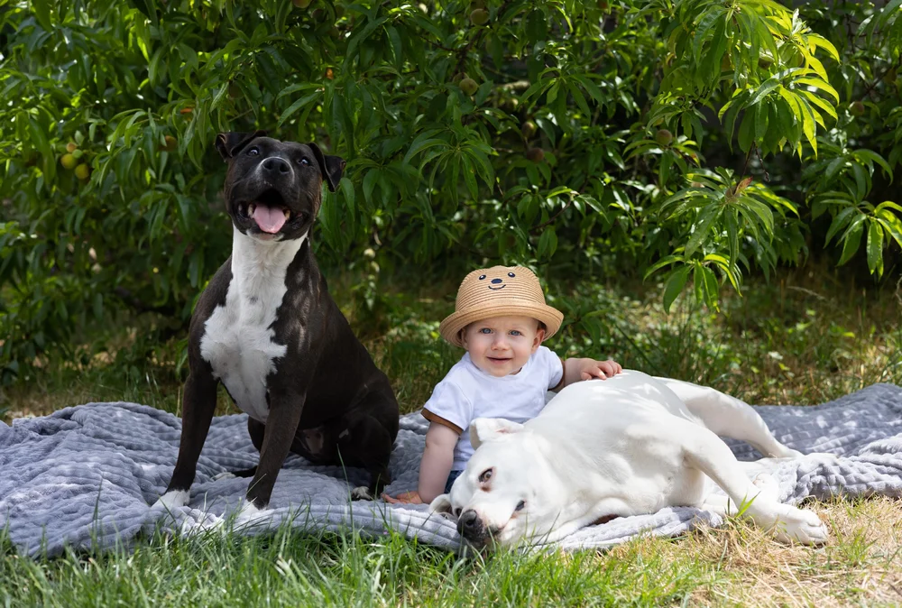 Bébé au chapeau assis dans l’herbe entre deux chiens.
