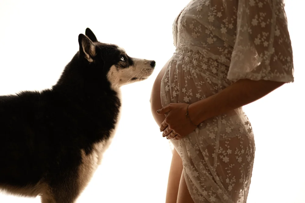 Femme enceinte en robe de dentelle, de profil face à son chien, sur fond blanc.