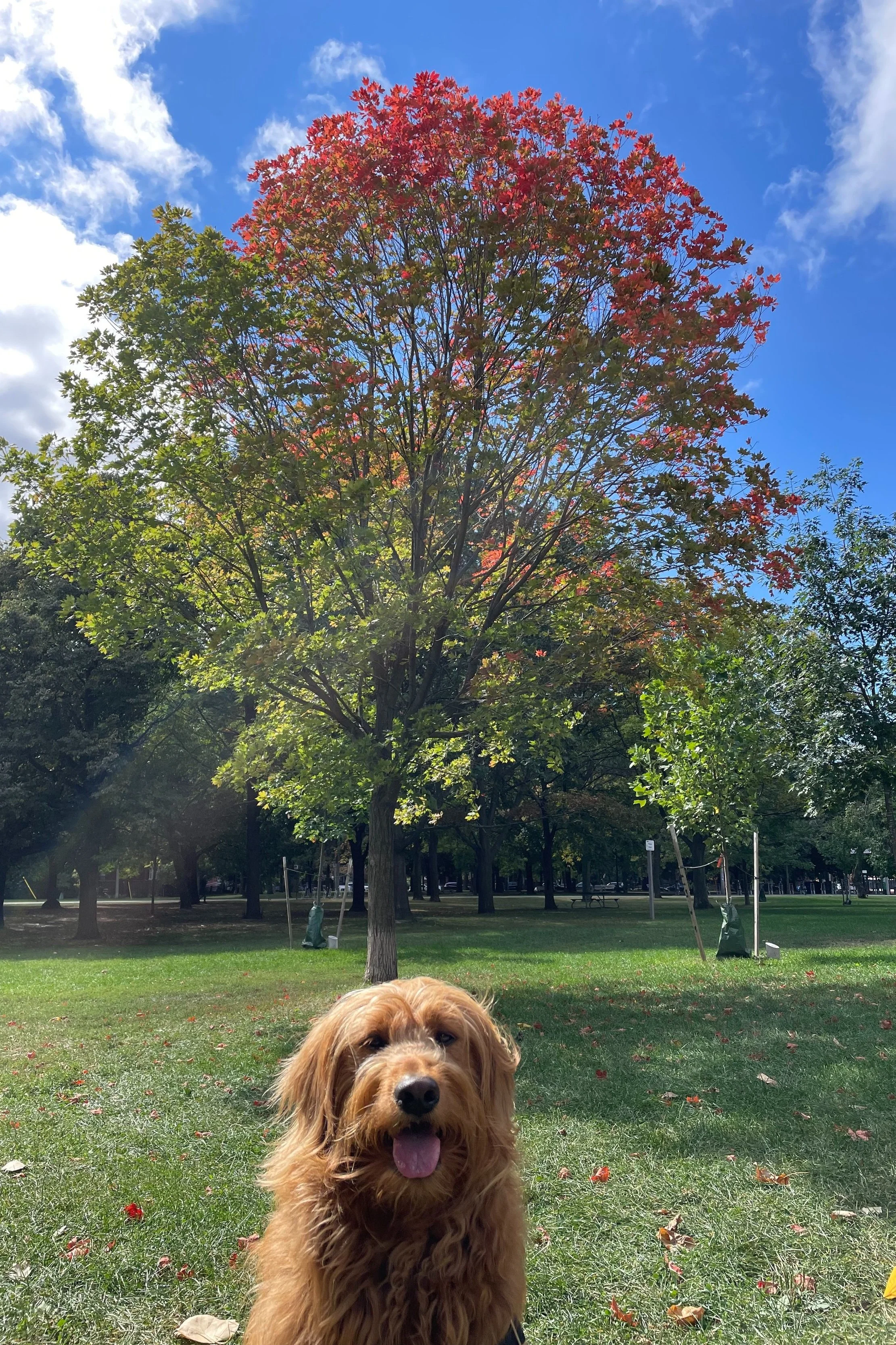 Neighbourhood Highlight: Trinity Bellwoods