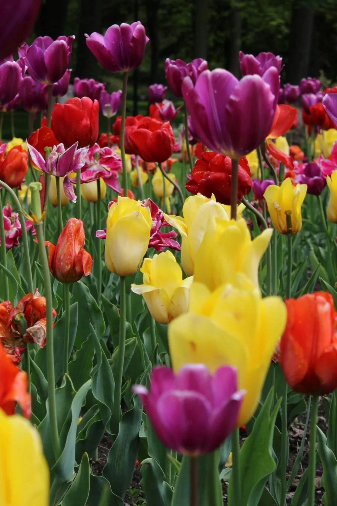 Garden Ideas for Freehold Homes in Toronto