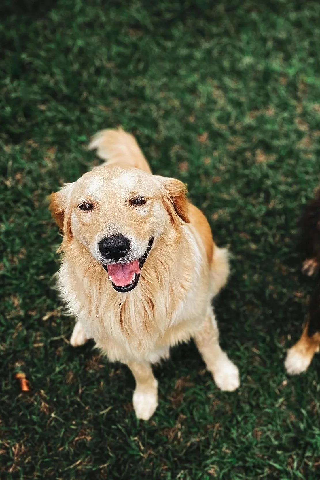 Toronto Condo Living with Pets: Rules, Hidden Fees &amp; the Best Pet-Friendly Buildings