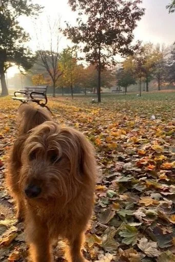 Leo’s Favourite Dog Parks - West End Edition