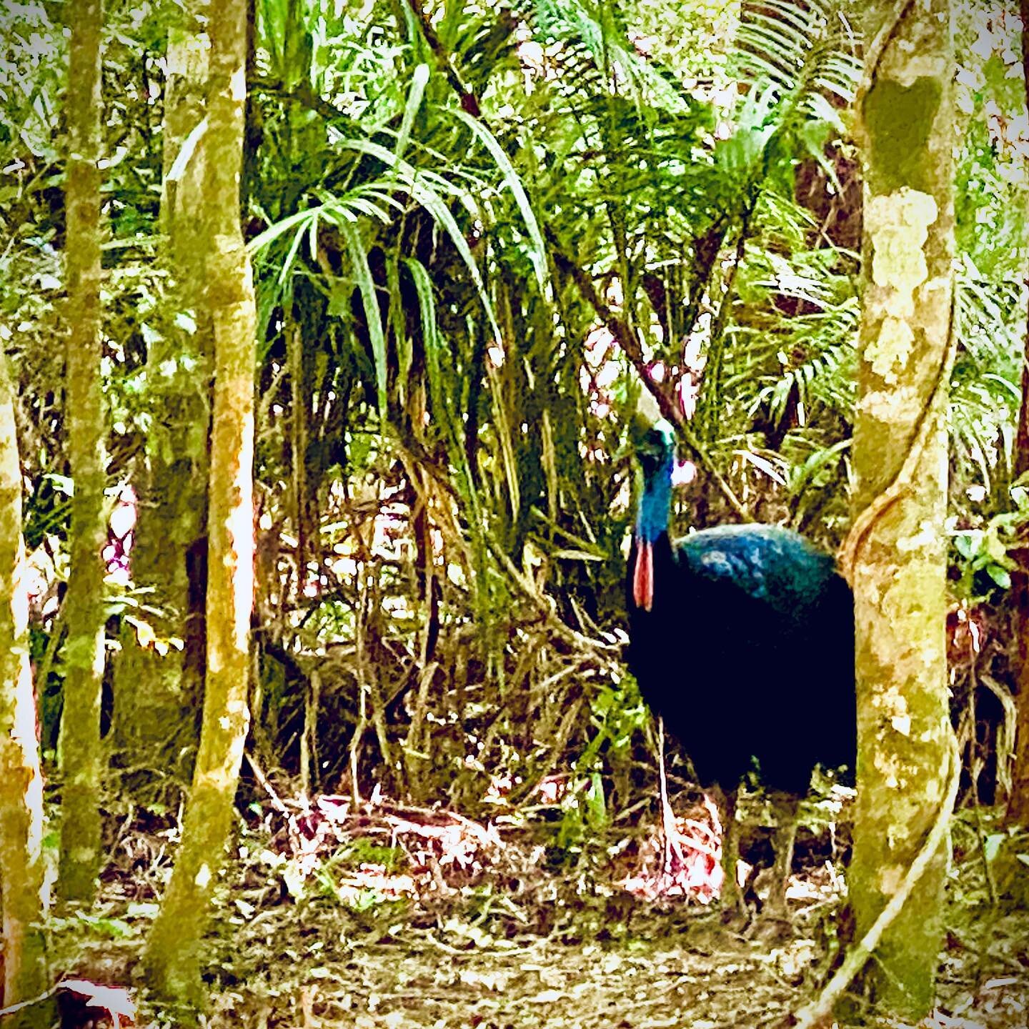 @cairnsportdouglastrailultra #visitcairns #visitportdouglas #trailrunning #visitqueensland #wettropics #fnq