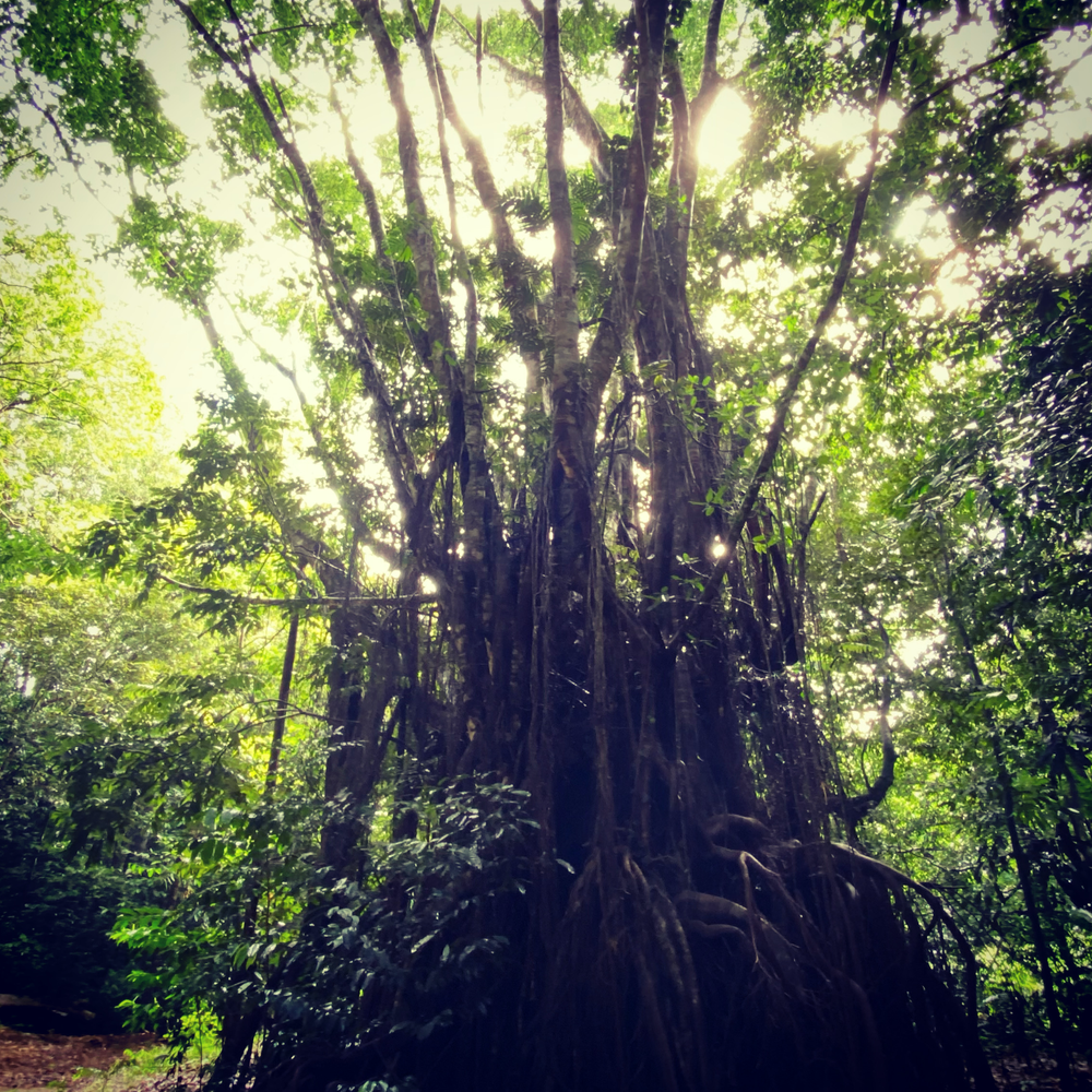 General 2 Cairns To Port Douglas Trail Ultra