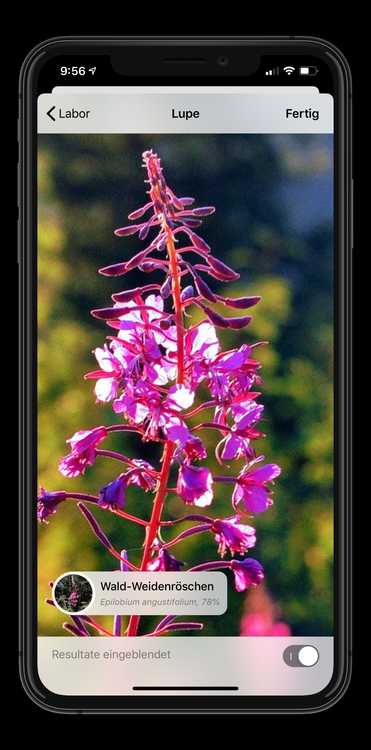 Echtzeit-Bestimmung · Light