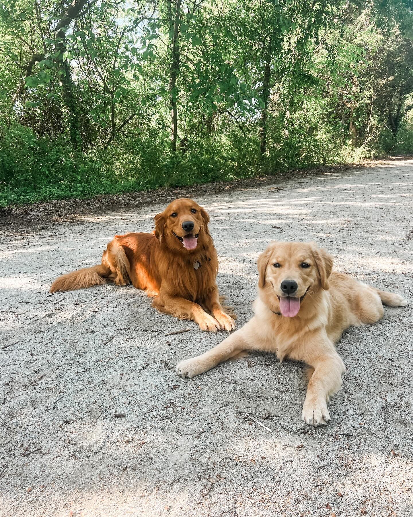 ✨Golden days✨

Comment below and tell me your favorite thing to do with your dog! Or, what do you wish you could do with your dog that seems impossible? 

Nothing beats an off leash explorative hike for me🙌🏻.

#goldenretriever #goldenpuppy #goldenr
