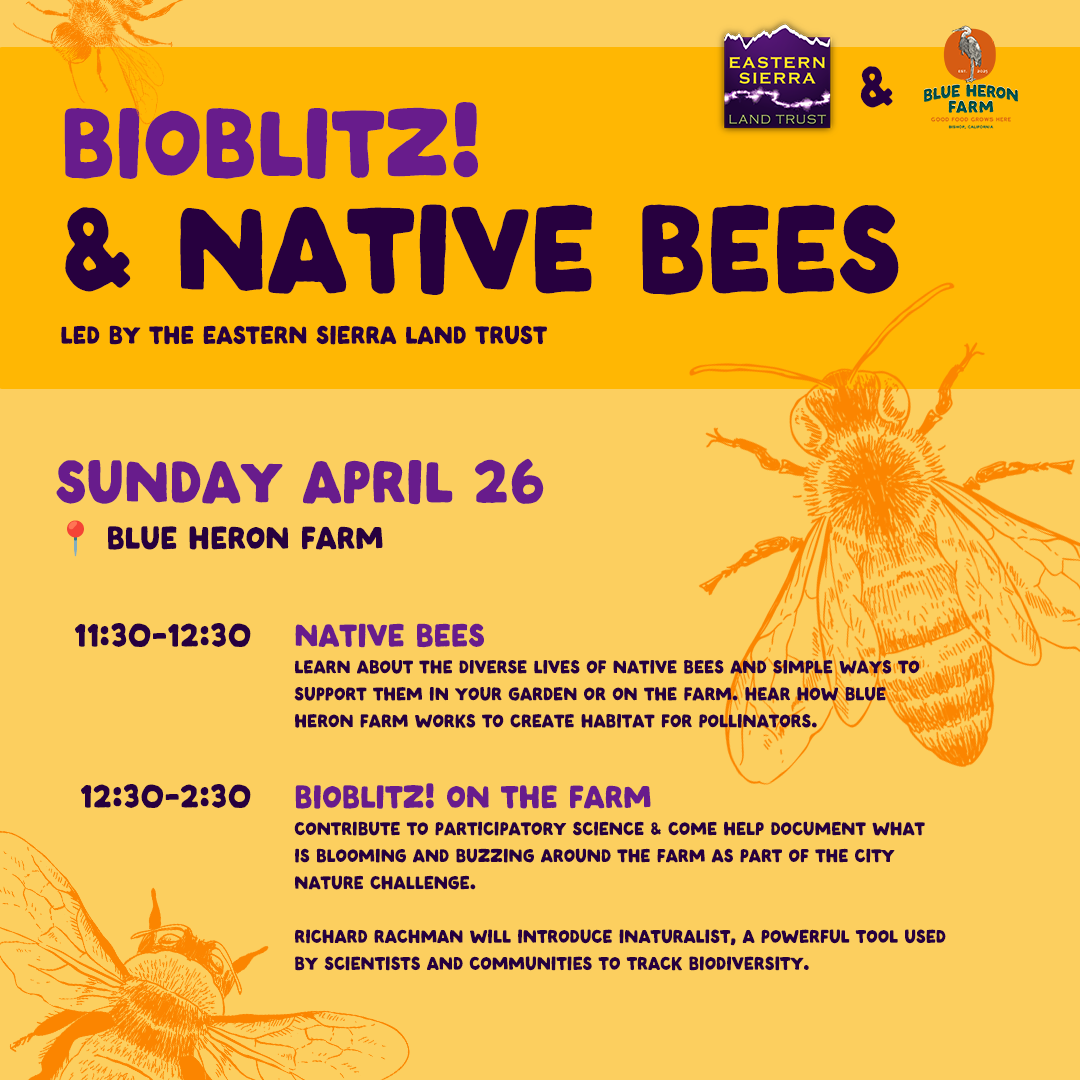  Eastern Sierra Land Trust Pollinator + Bioblitz Workshop