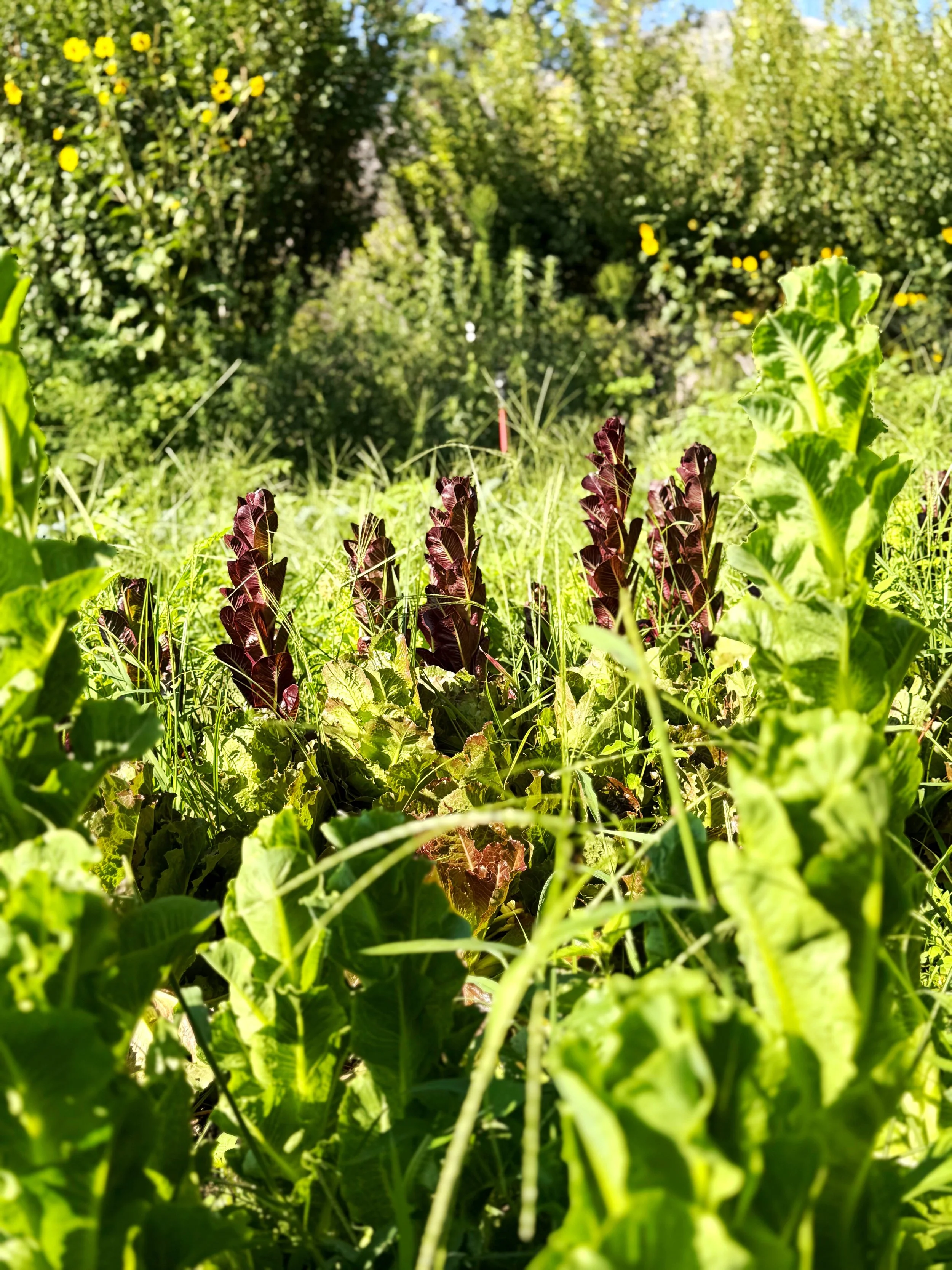 A Farmer's Notes on This Heatwave